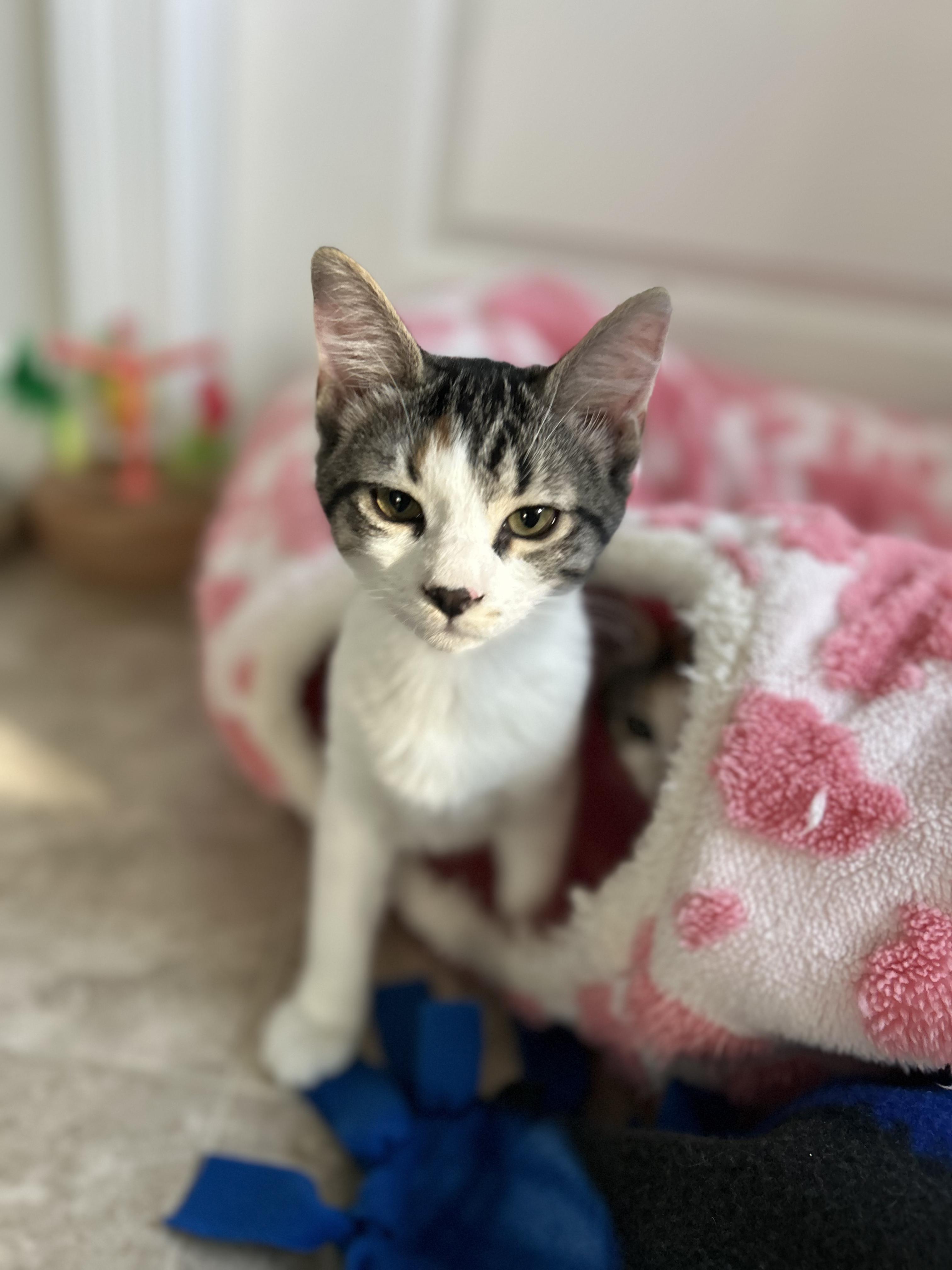 Enlarge Gemma, a ADOPTABLE mixed breed in Sanford, NC image 2/4