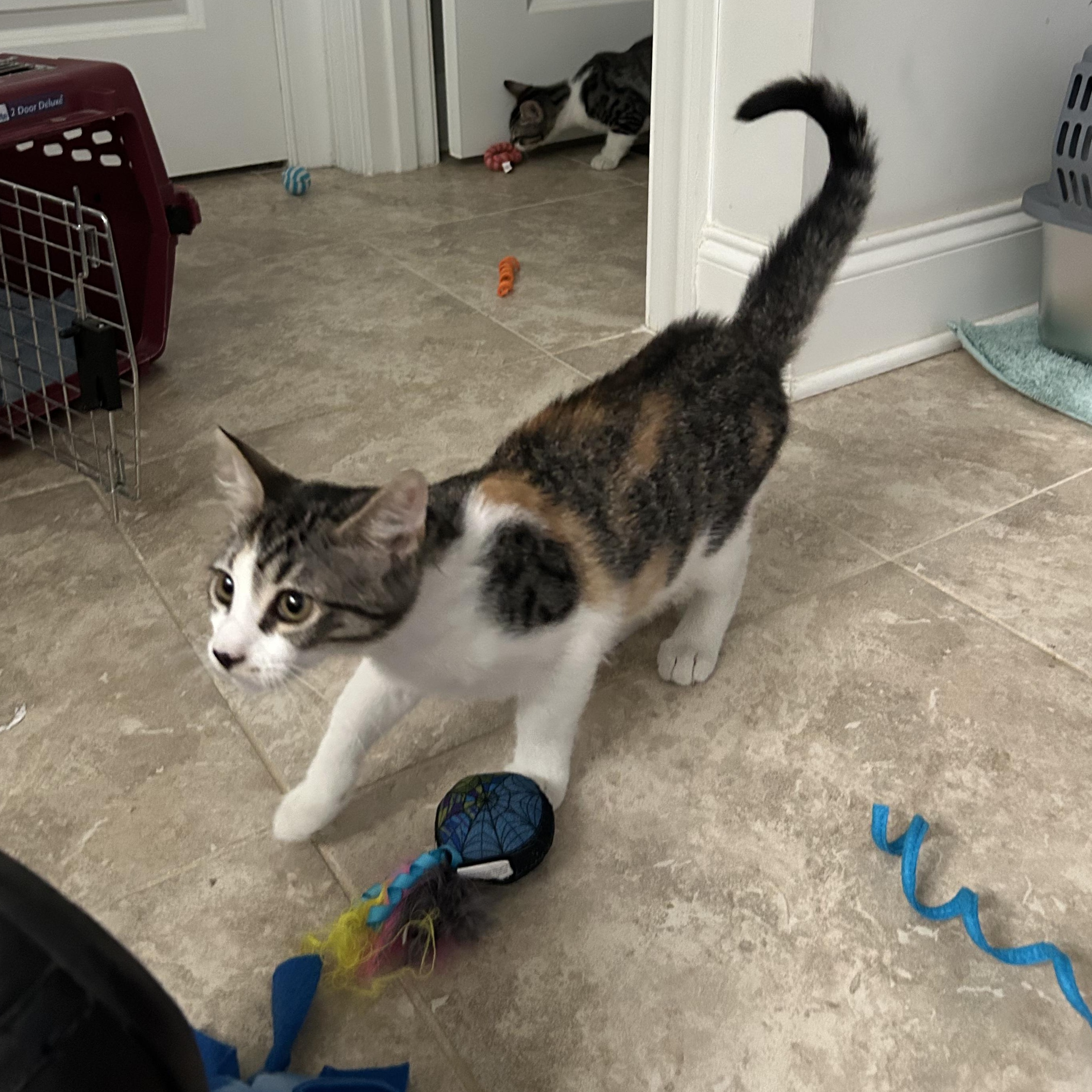 Enlarge Gemma, a ADOPTABLE mixed breed in Sanford, NC image 3/4