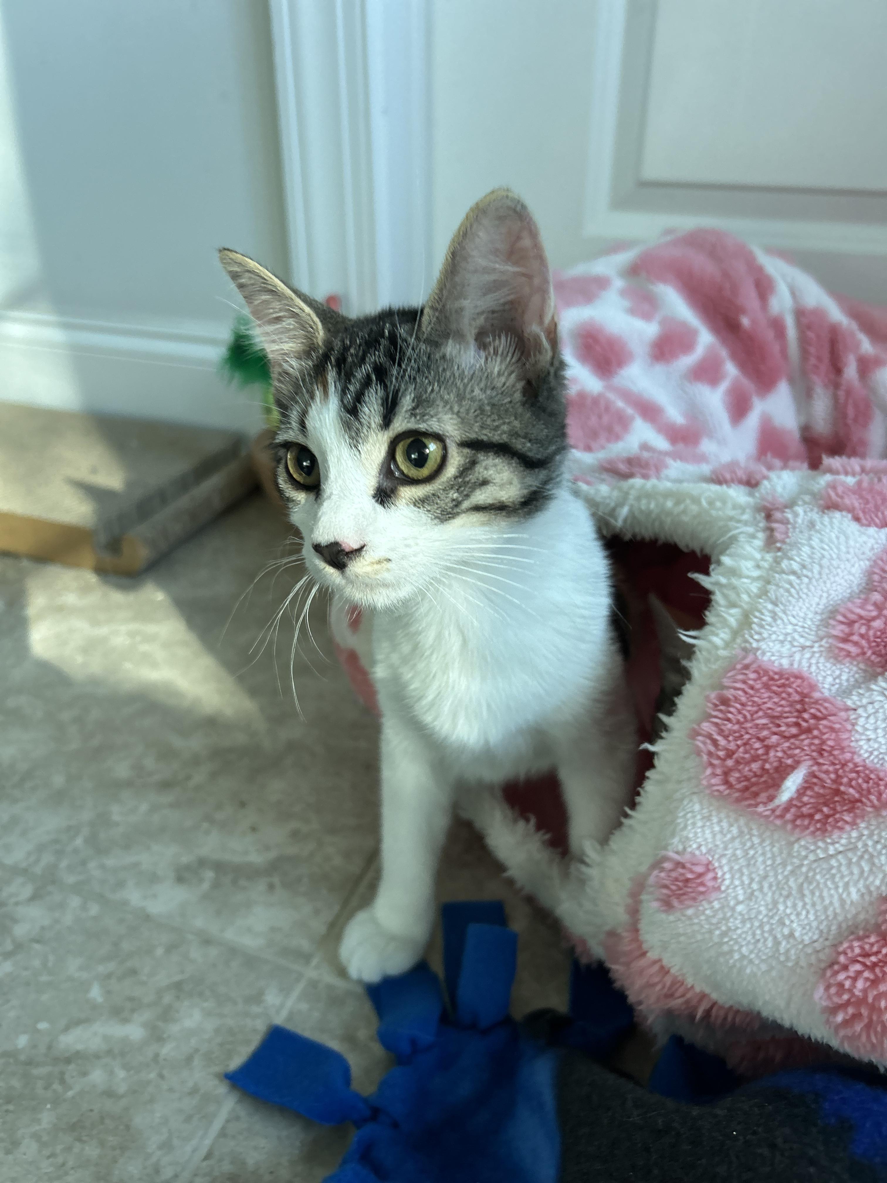 Enlarge Gemma, a ADOPTABLE mixed breed in Sanford, NC image 4/4