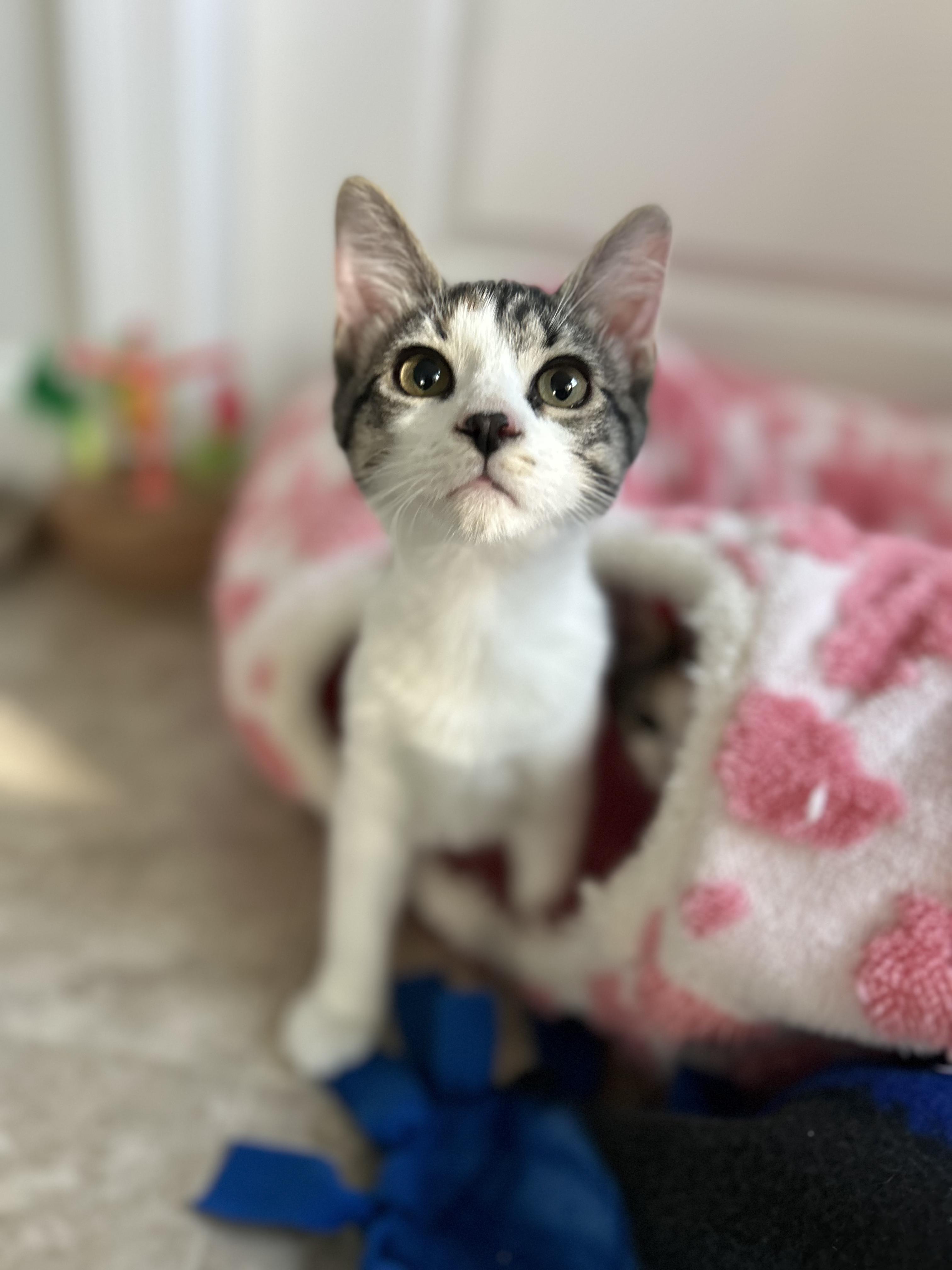 Gemma, ADOPTABLE, Kitten Female Tabby & Calico.