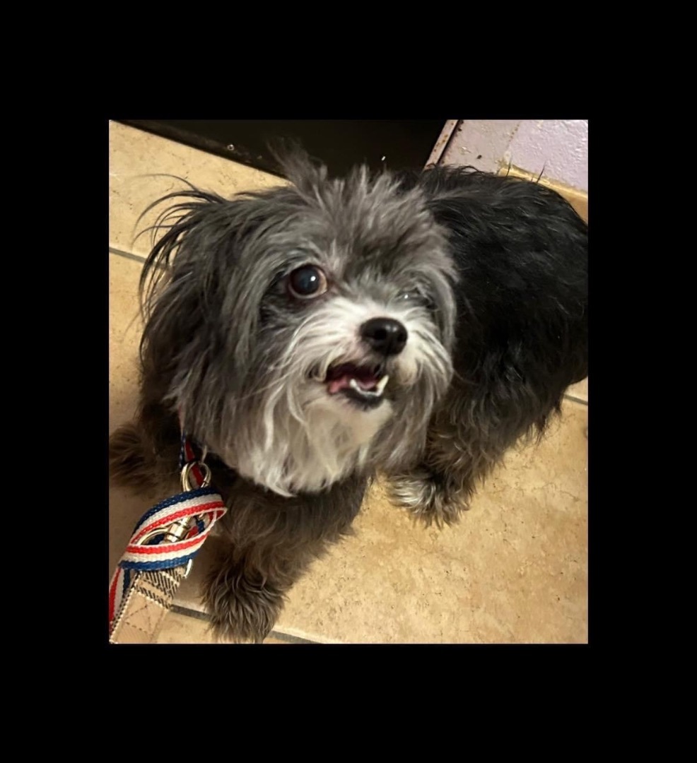 Lulu, Adoptable, Senior Female Maltese & Chihuahua.