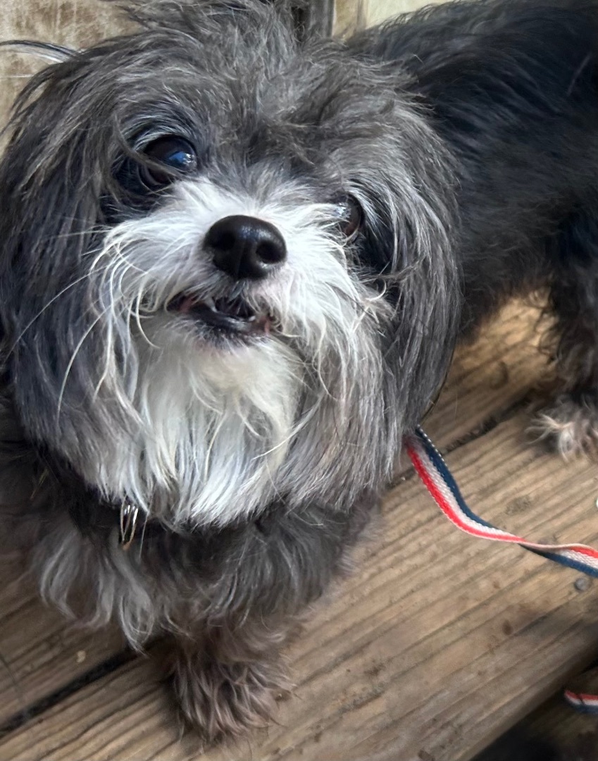 Enlarge Lulu, a Adoptable mixed breed in Oak Ridge, NJ image 2/2