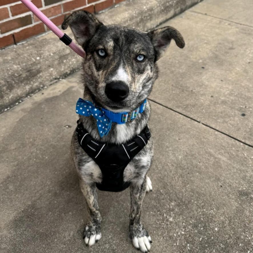 Mila, Adoptable, Adult Female Husky.