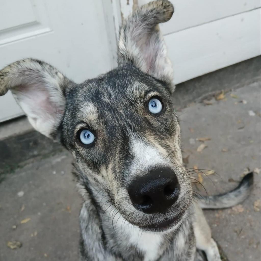 Enlarge Mila, a Adoptable Husky in Houston, TX image 2/6