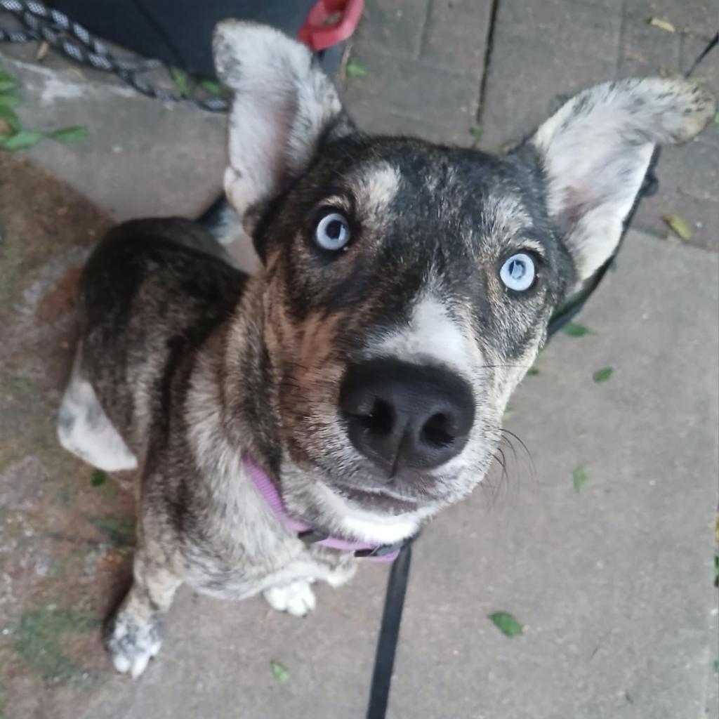 Enlarge Mila, a Adoptable Husky in Houston, TX image 3/6