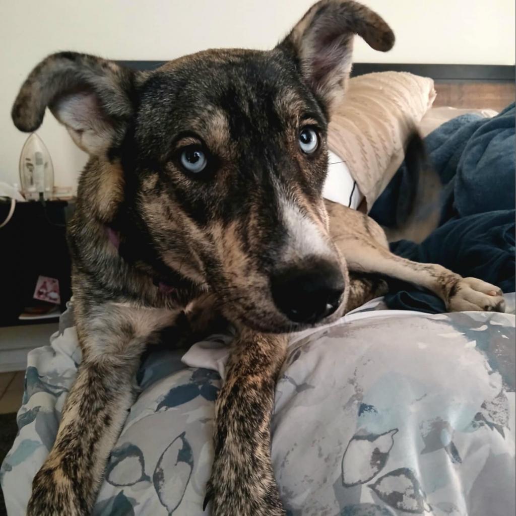 Enlarge Mila, a Adoptable Husky in Houston, TX image 5/6