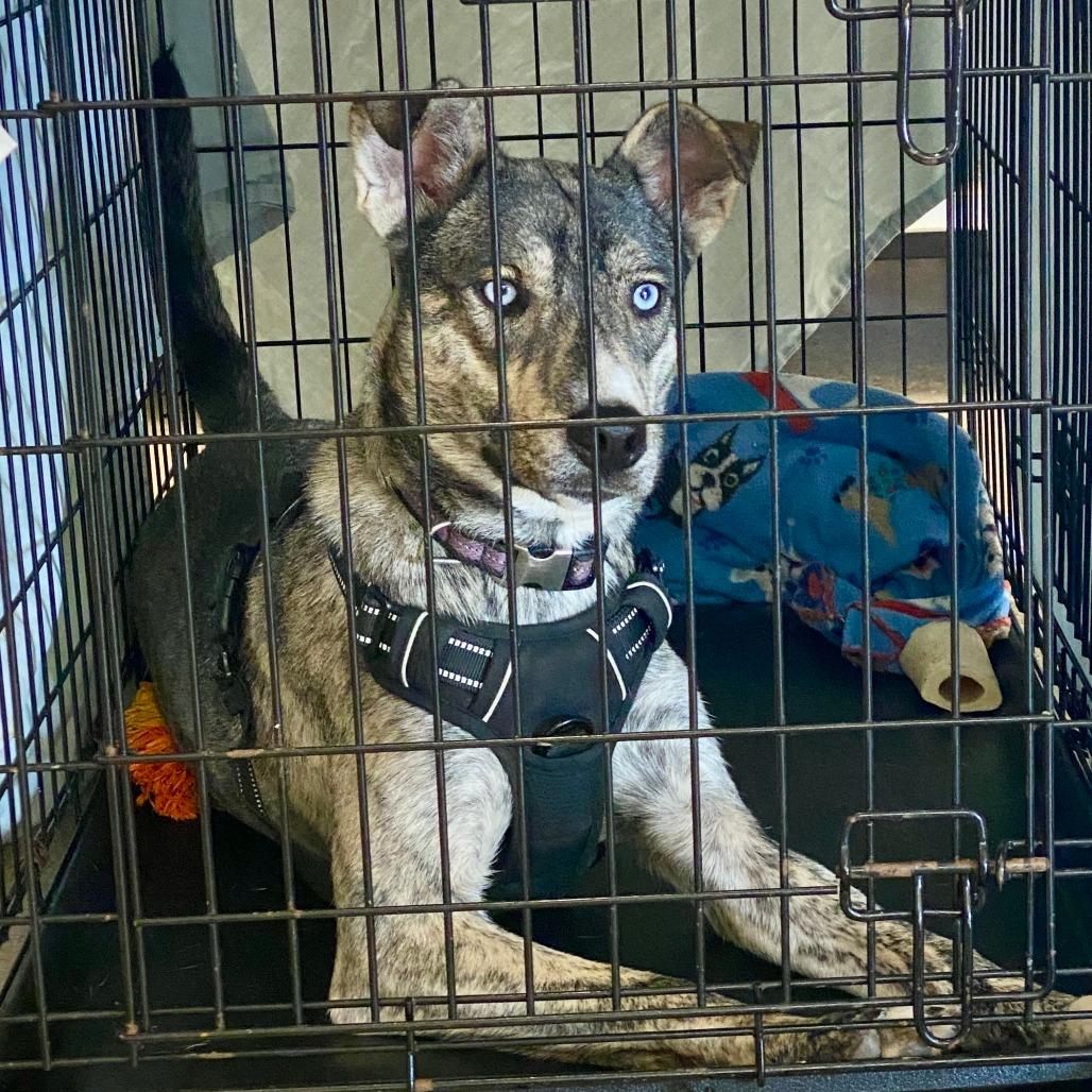 Enlarge Mila, a Adoptable Husky in Houston, TX image 6/6