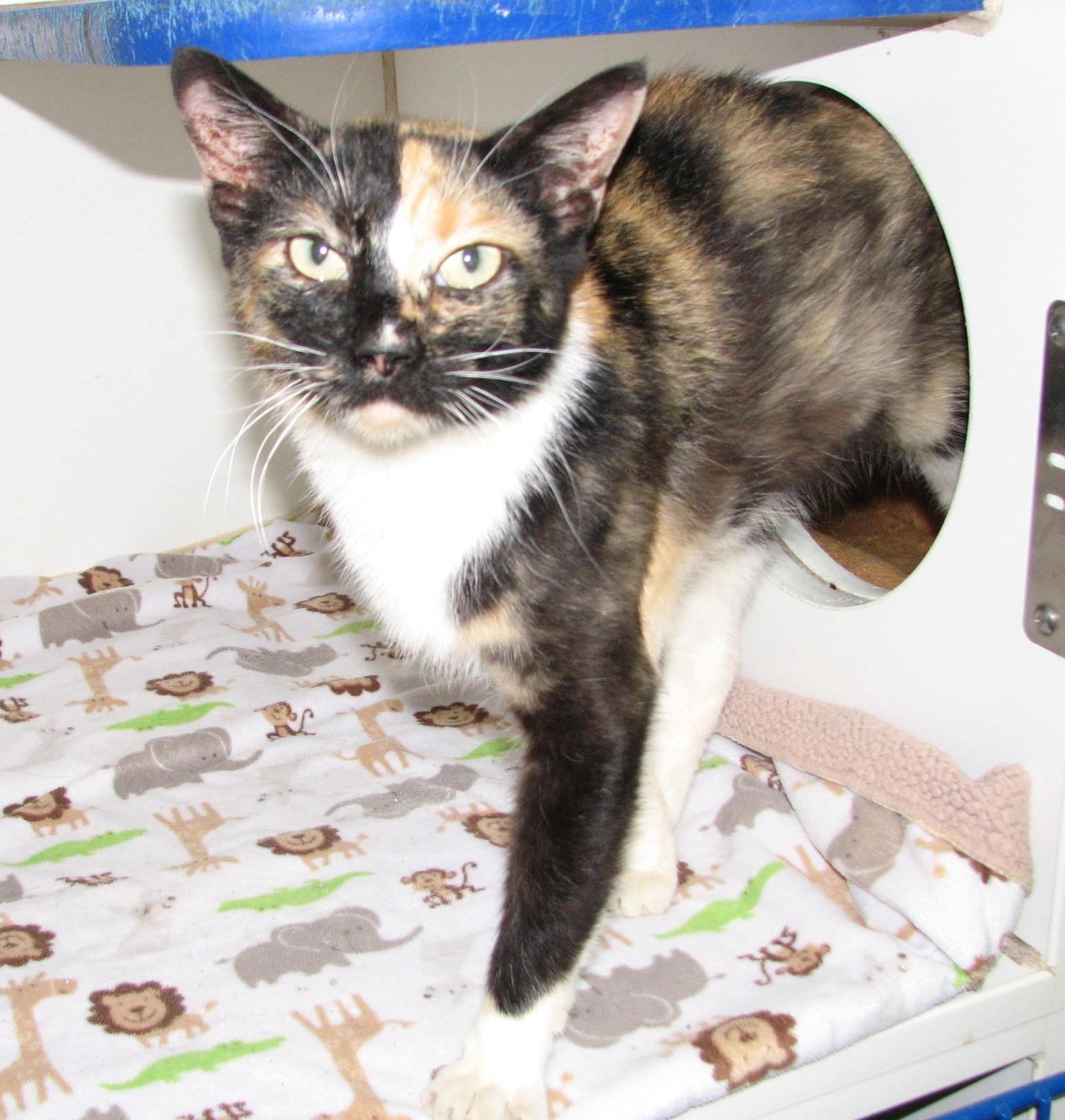 5470 Bella, an adoptable Calico in Lawrenceburg, KY image 5/6