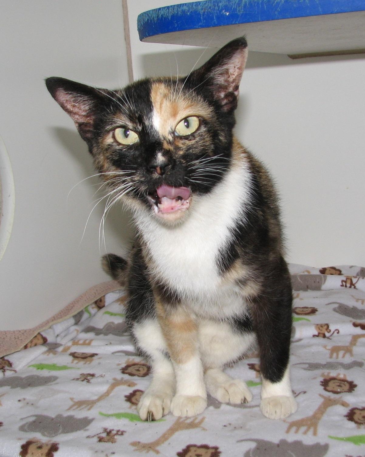 5470 Bella, an adoptable Calico in Lawrenceburg, KY image 6/6