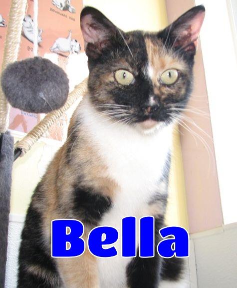 Enlarge 5470 Bella, an adoptable Calico in Lawrenceburg, KY image 1/6