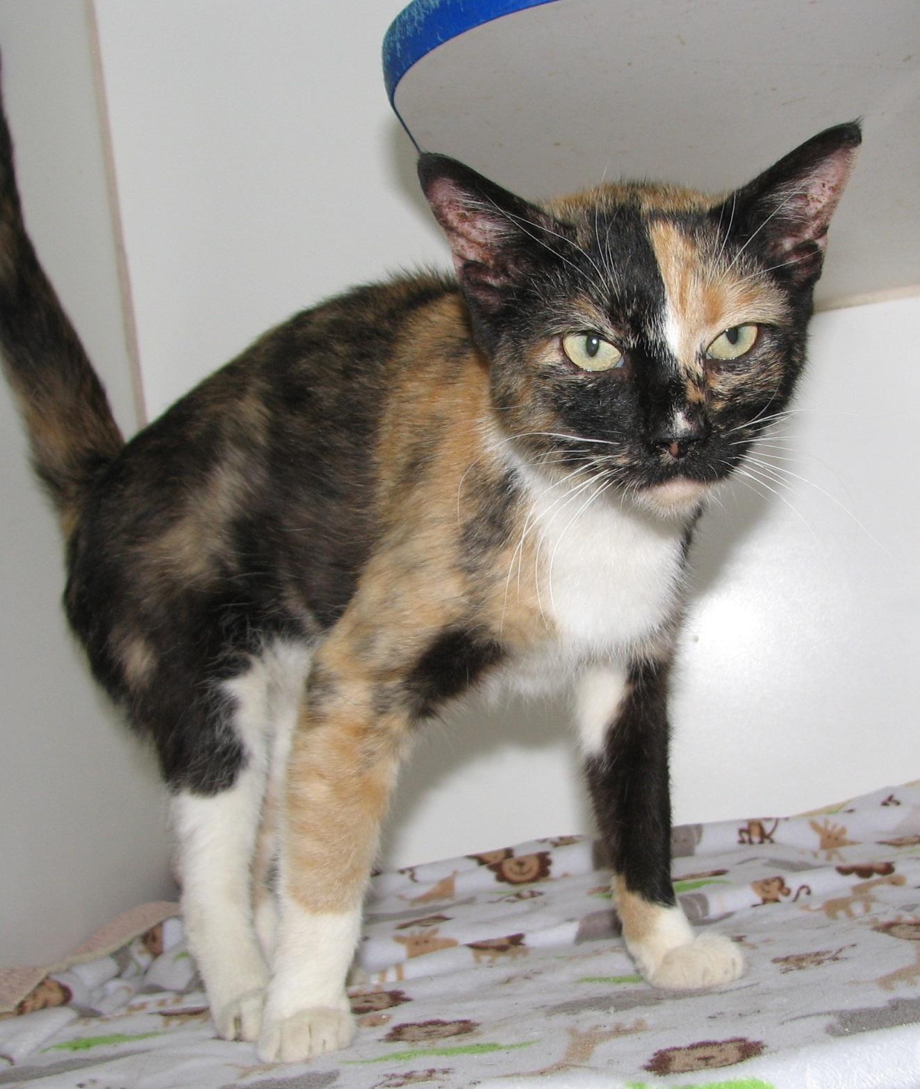 5470 Bella, an adoptable Calico in Lawrenceburg, KY image 4/6