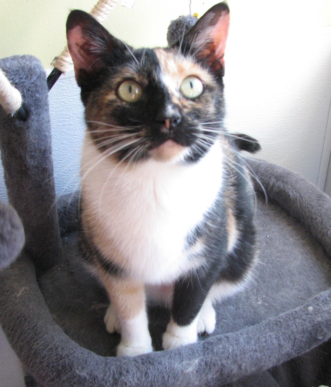 Enlarge 5470 Bella, an adoptable Calico in Lawrenceburg, KY image 6/6