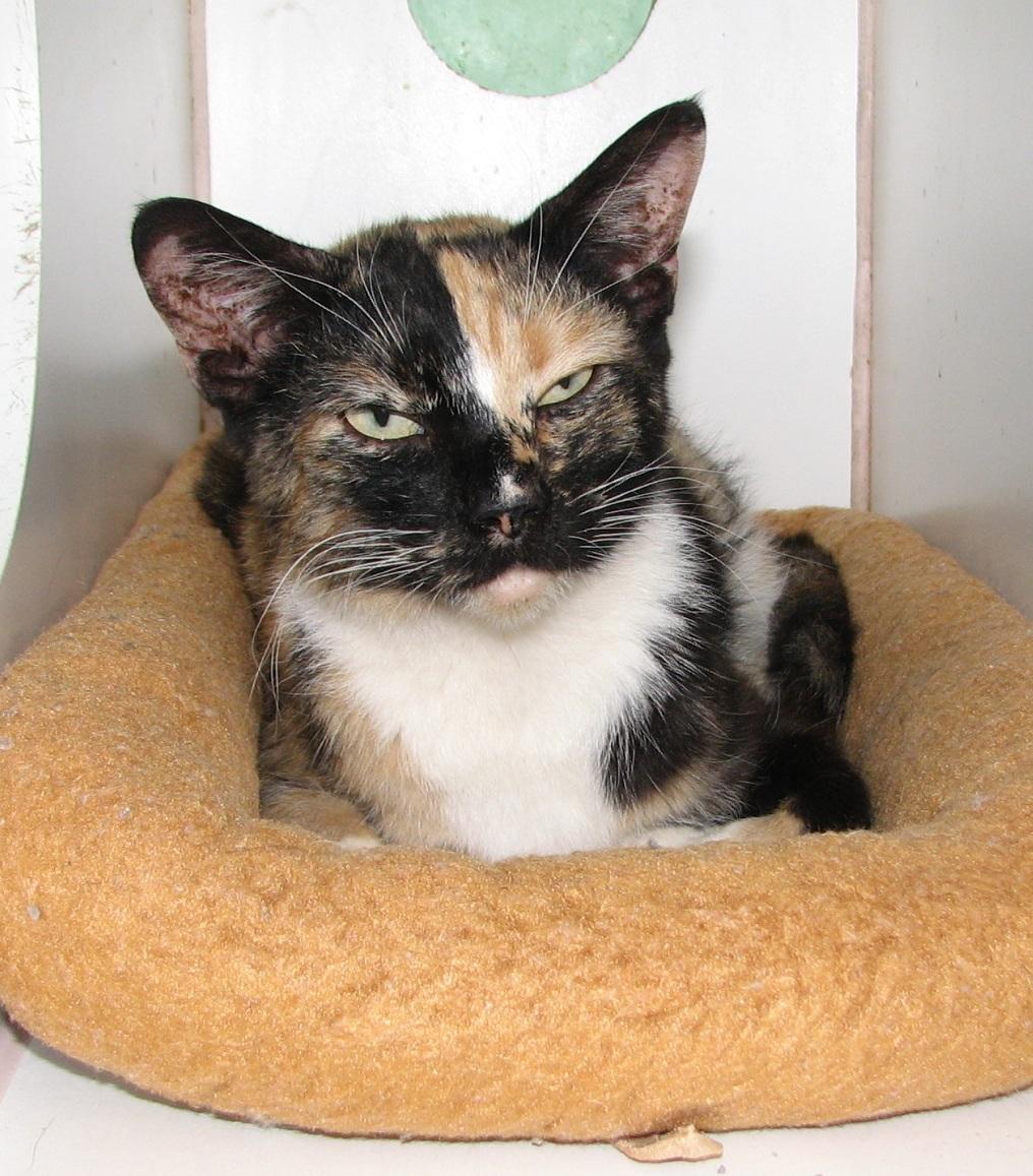 5470 Bella, an adoptable Calico in Lawrenceburg, KY image 2/6