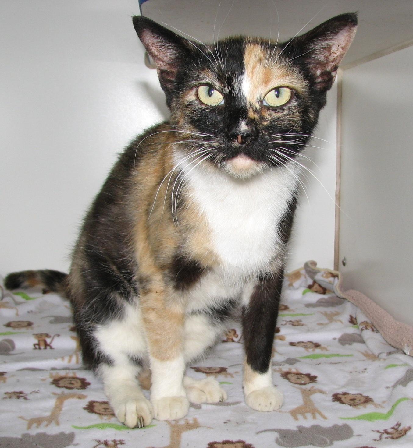 5470 Bella, an adoptable Calico in Lawrenceburg, KY image 3/6