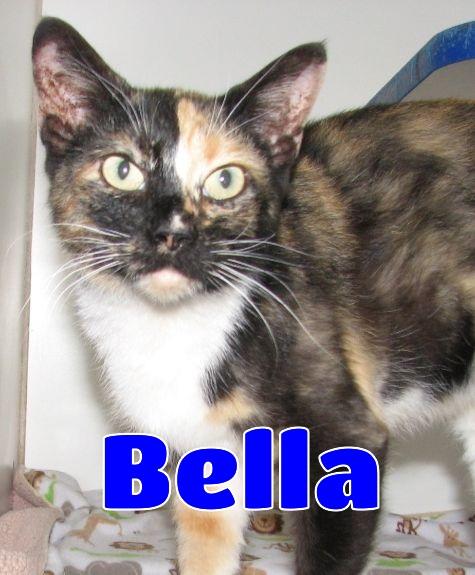 5470 Bella, adoptable, Adult Female Calico.