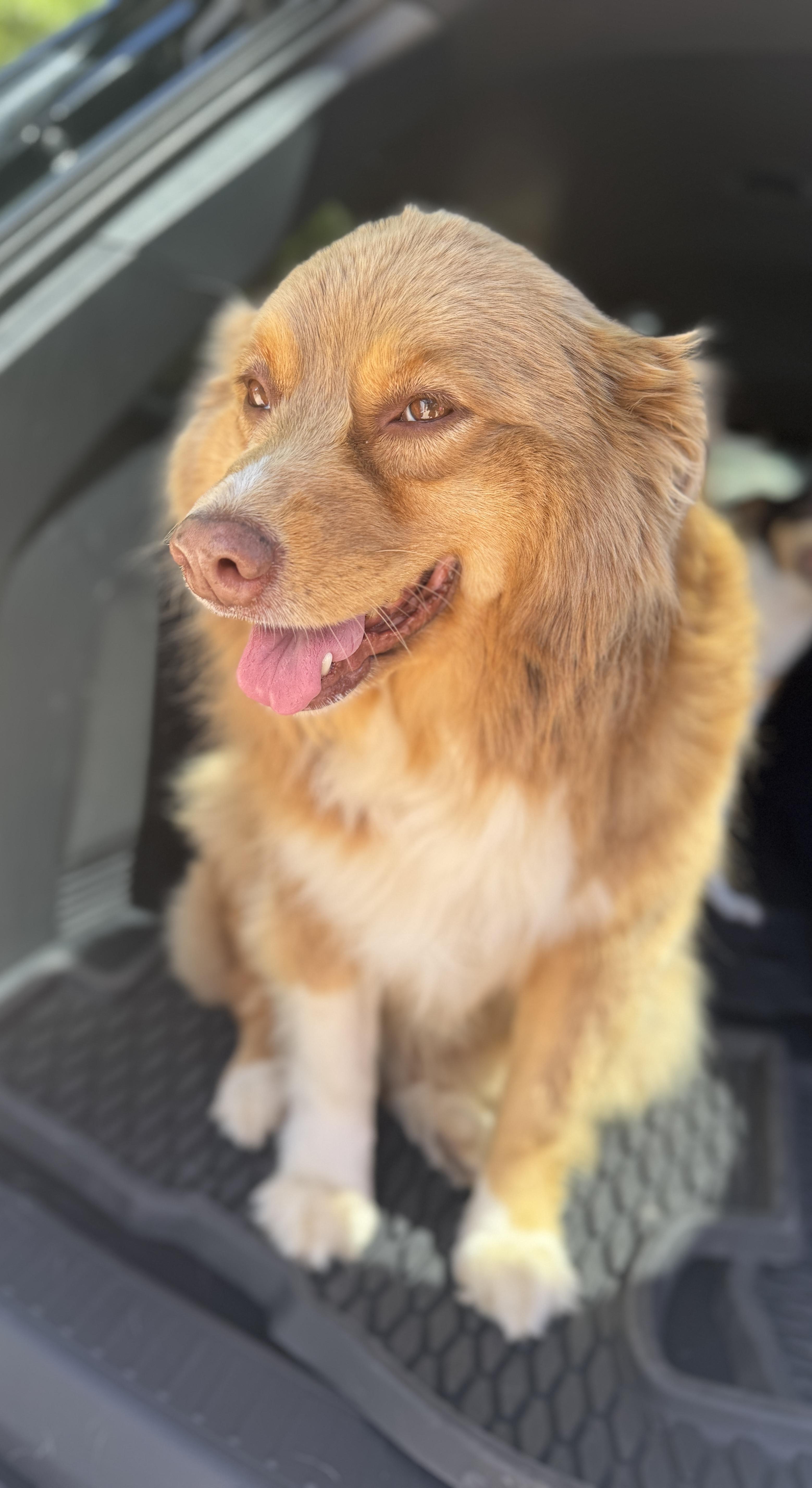Remi, adopted, Adult Female Australian Shepherd.