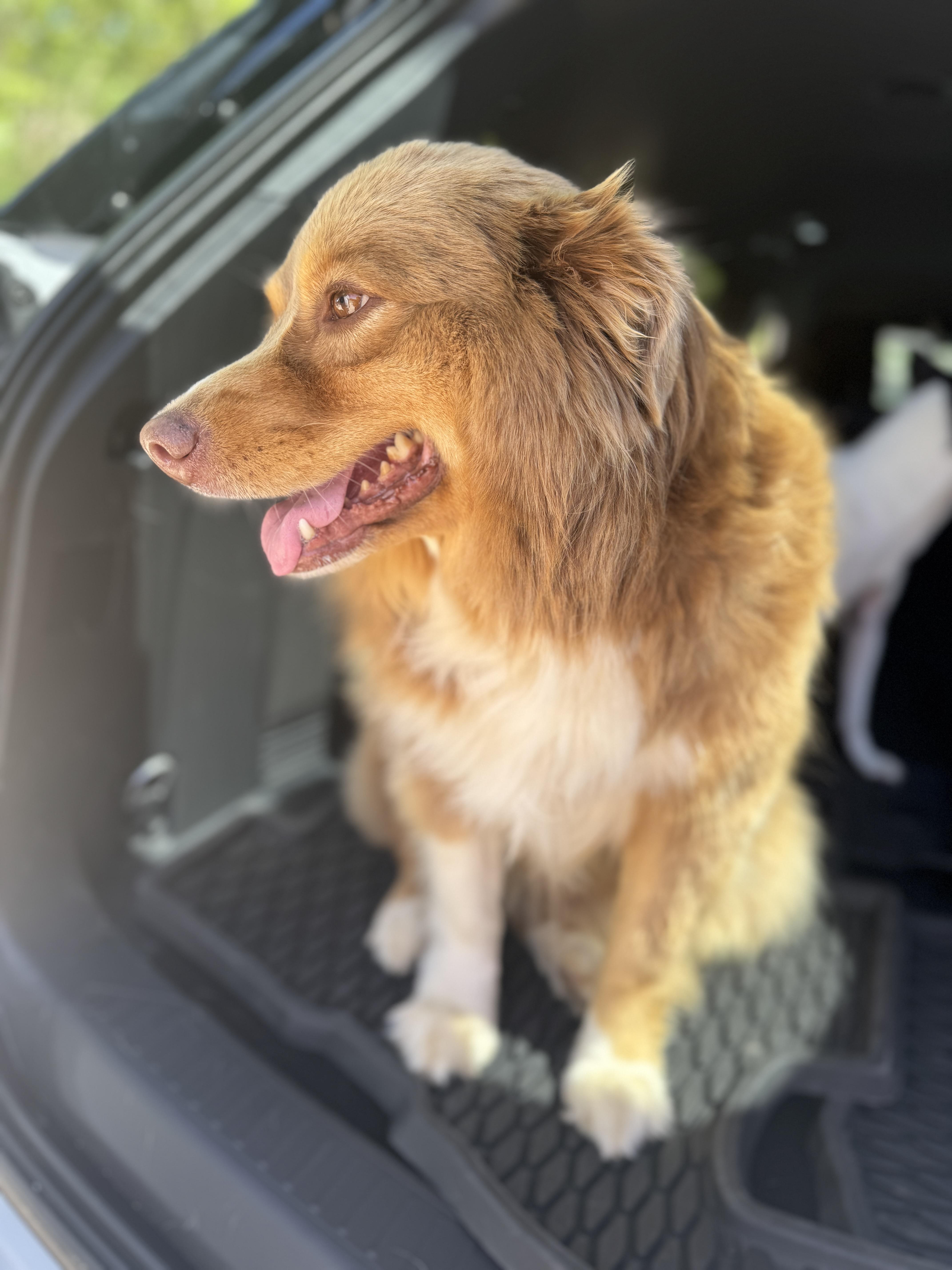 Enlarge Remi, an adopted Australian Shepherd in Navarre, FL image 2/2