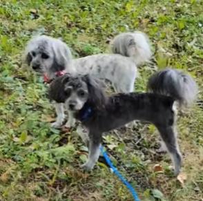 Maslow (gray pup), an adoptable Maltipoo in Marysville, OH, 43040 | Photo Image 1