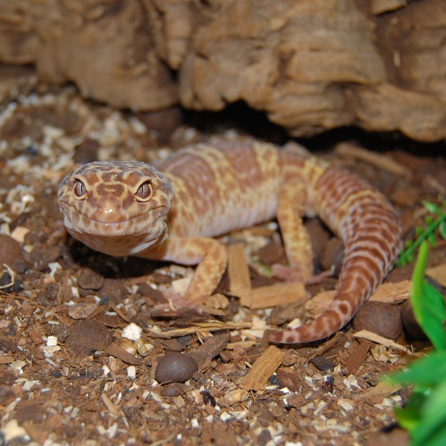 Ben, Adoptable, Adult Male Gecko.