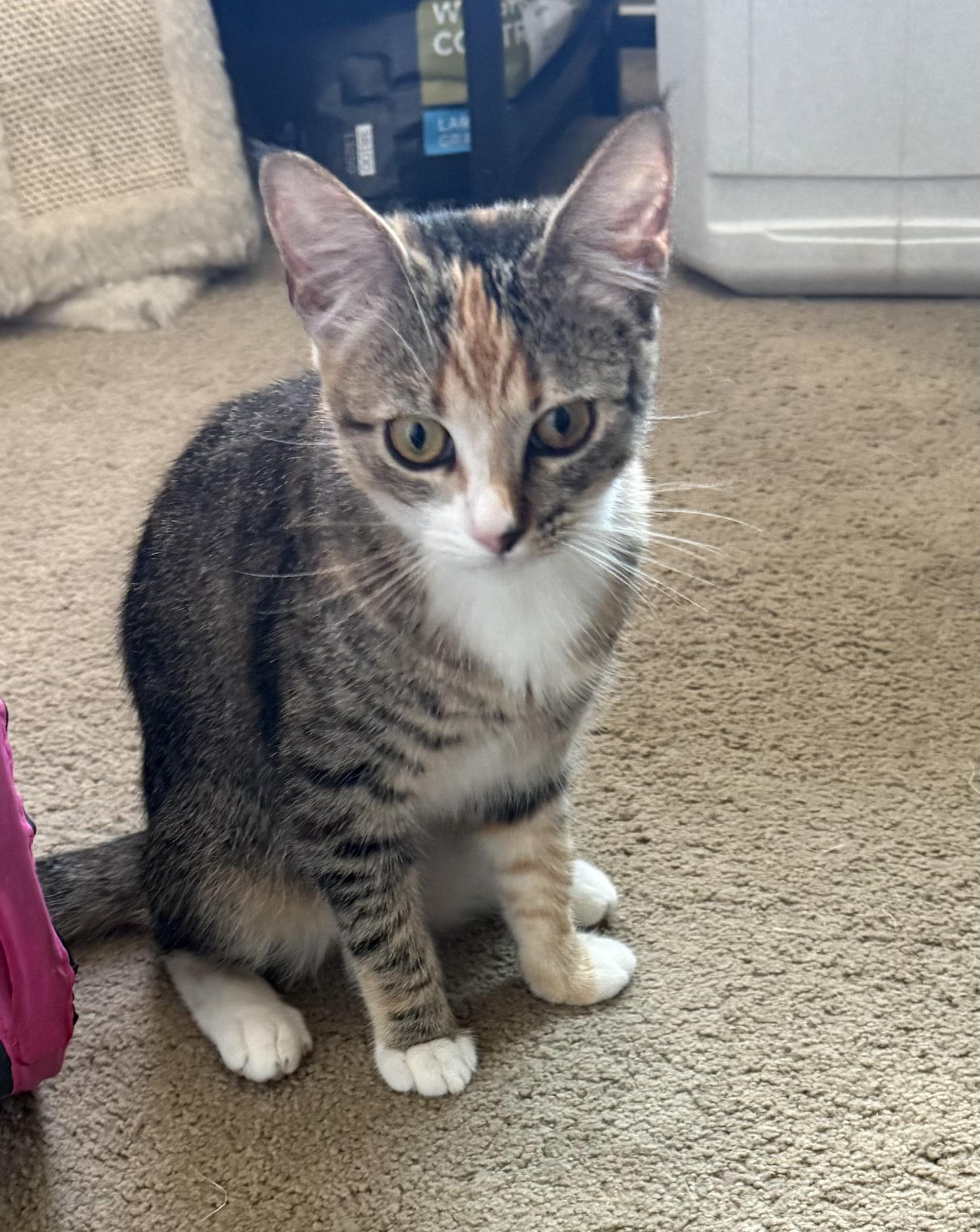 Peanut, a Adoptable Domestic Short Hair in Orange, CA image 3/3
