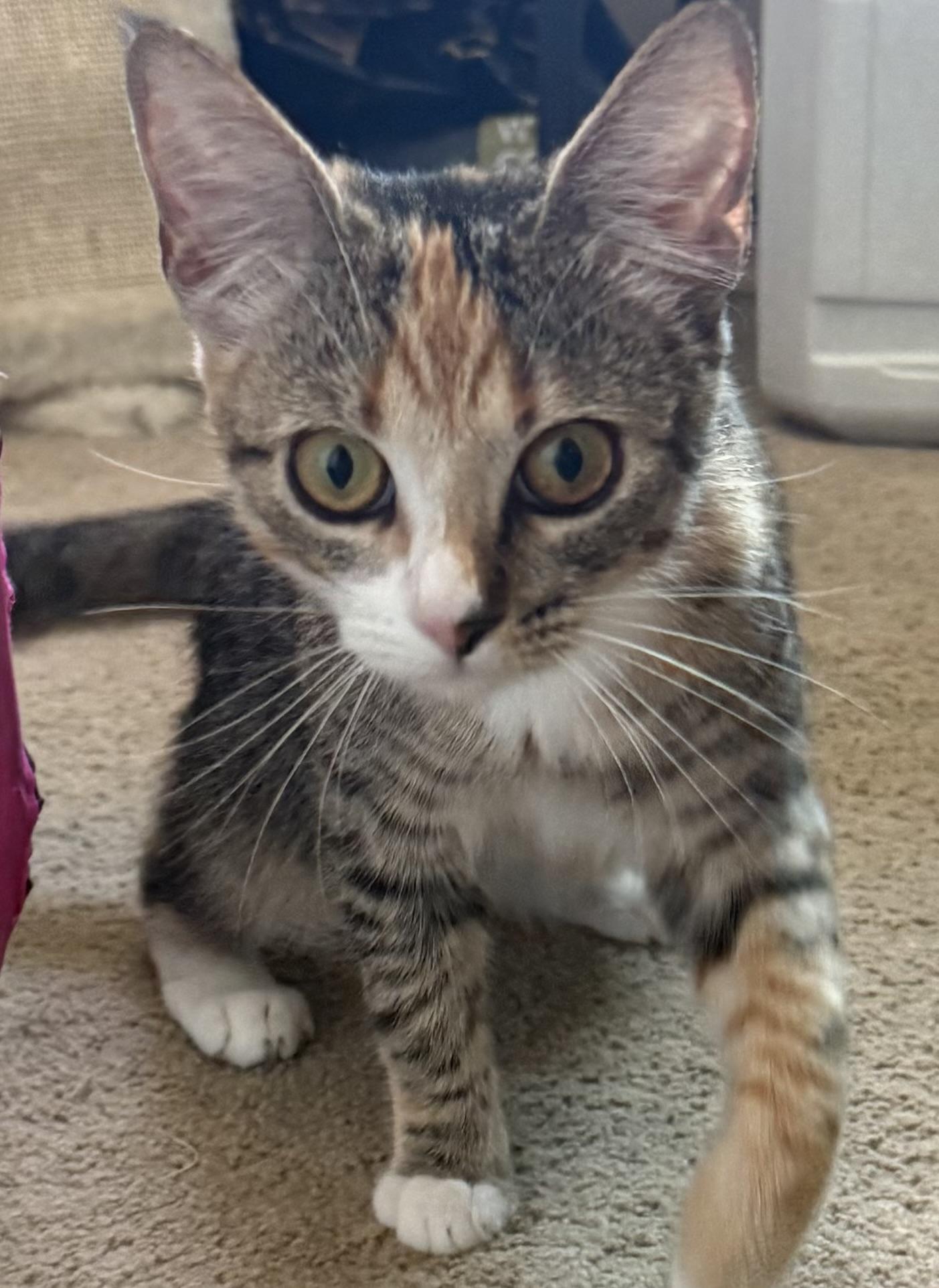 Peanut, Adoptable, Young Female Domestic Short Hair.