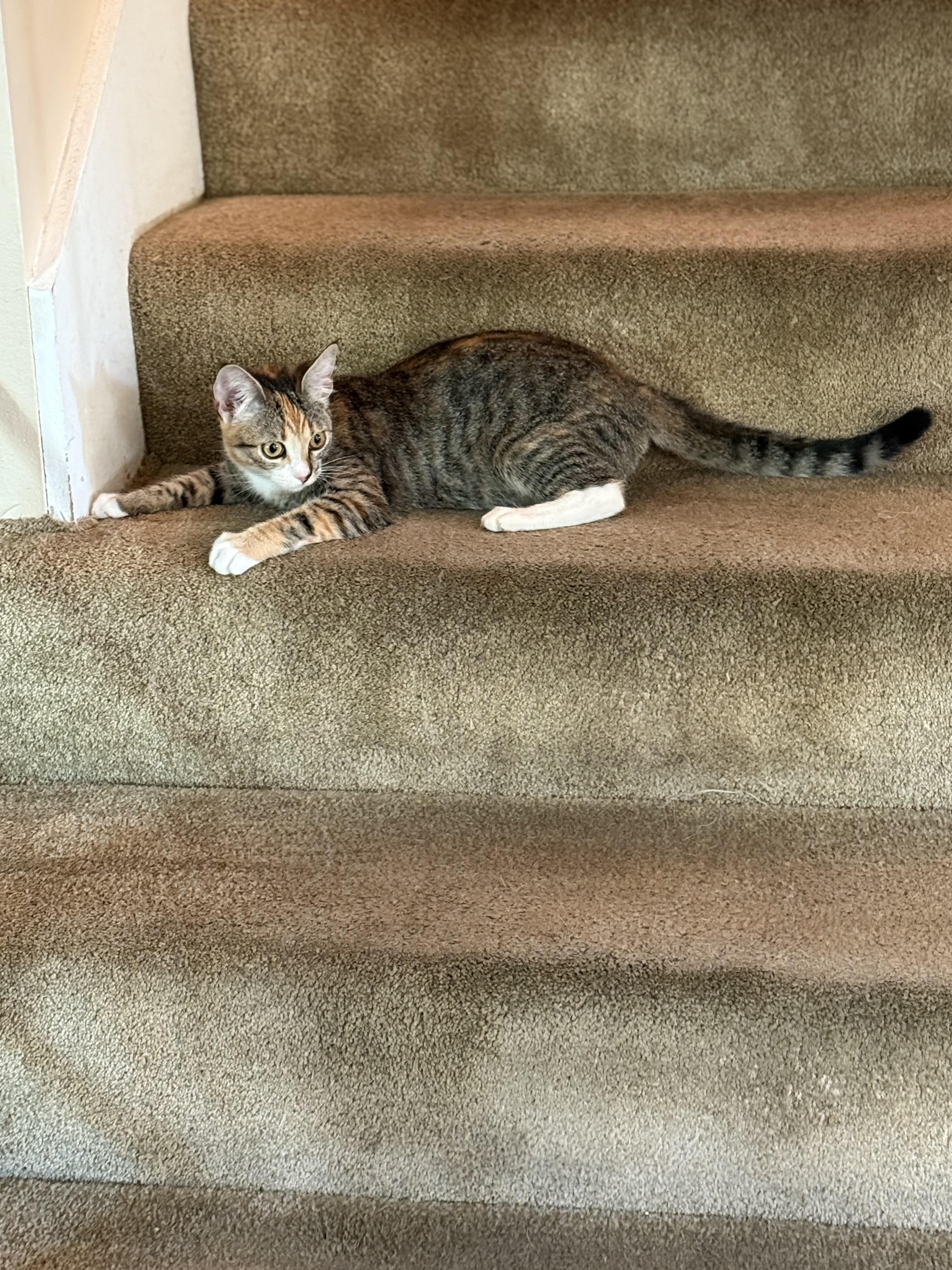 Peanut, a Adoptable Domestic Short Hair in Orange, CA image 2/3