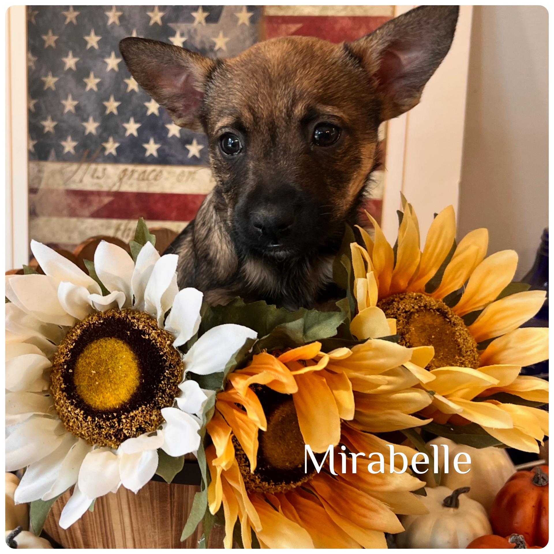 Mirabelle