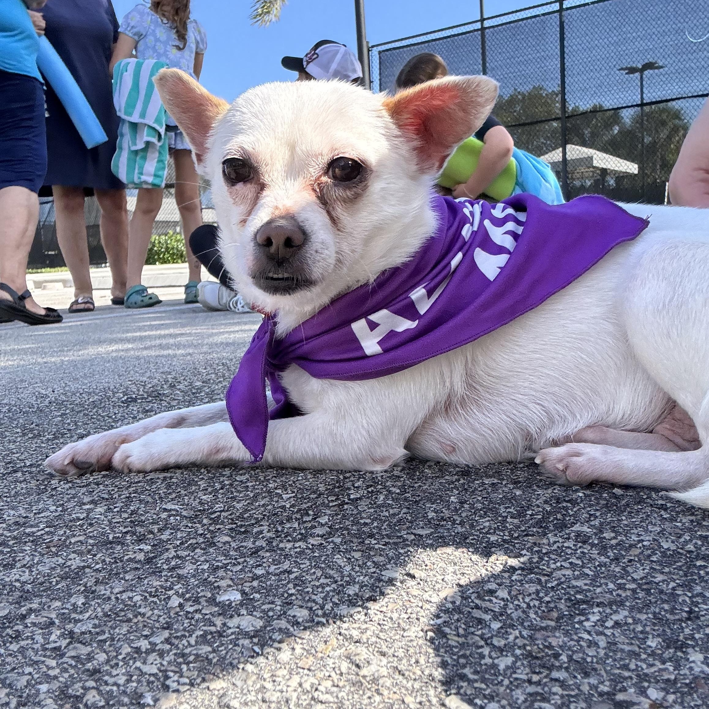 Enlarge Cleo, an adoptable mixed breed in Port Saint Lucie, FL image 1/5