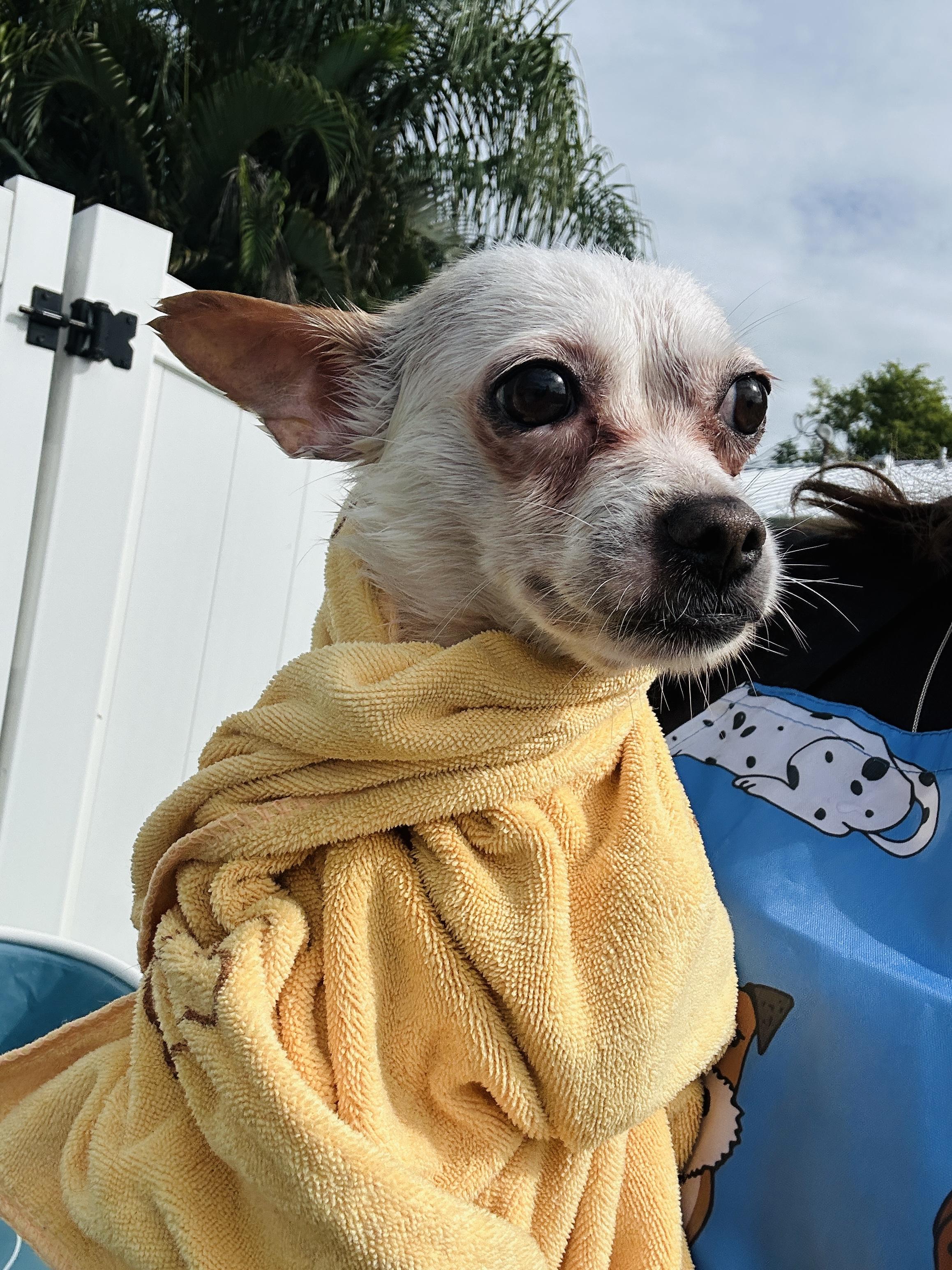 Enlarge Cleo, a Adoptable Chihuahua in Port Saint Lucie, FL image 4/5