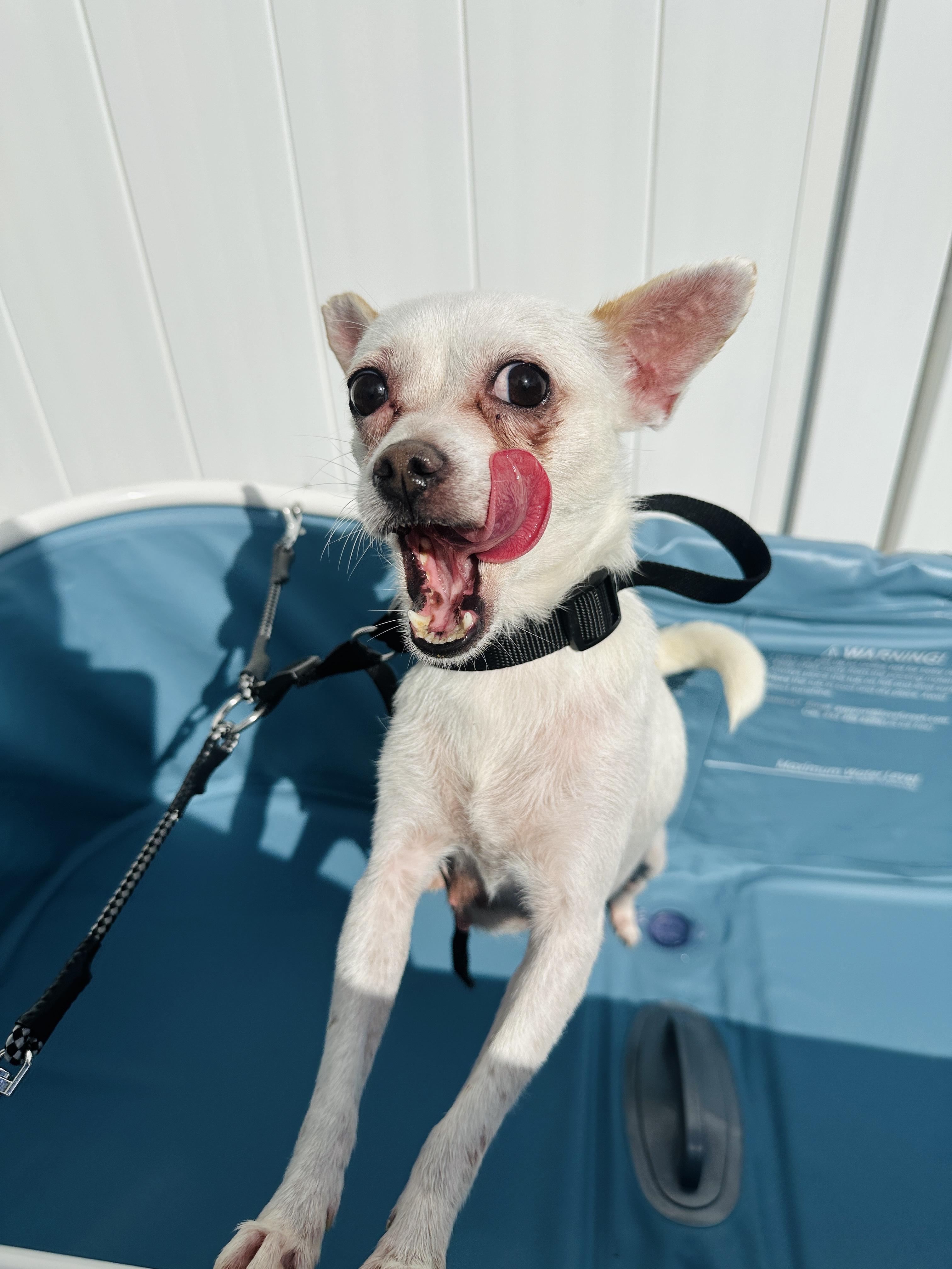 Enlarge Cleo, a Adoptable Chihuahua in Port Saint Lucie, FL image 1/5