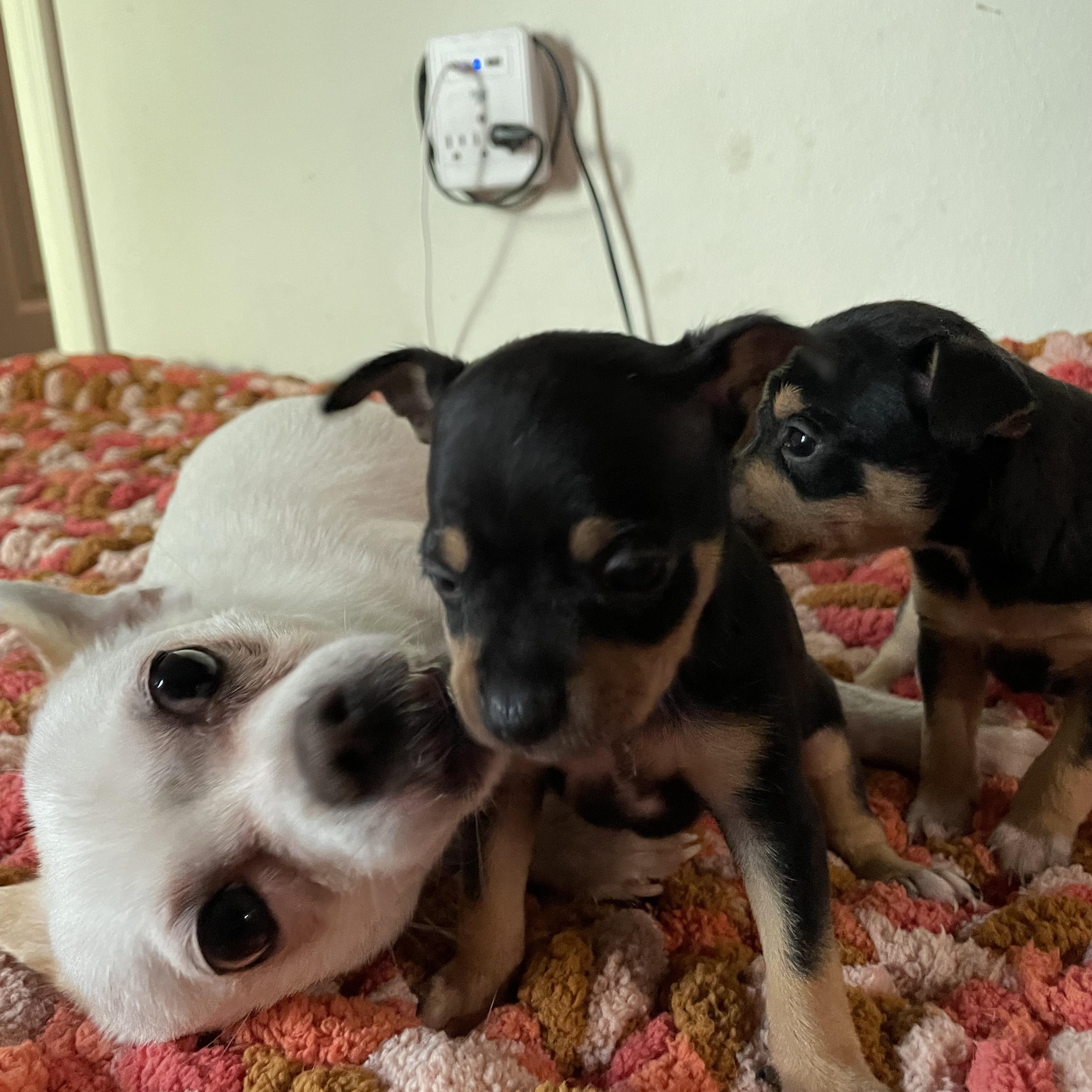 Enlarge Cleo, a Adoptable Chihuahua in Port Saint Lucie, FL image 2/5