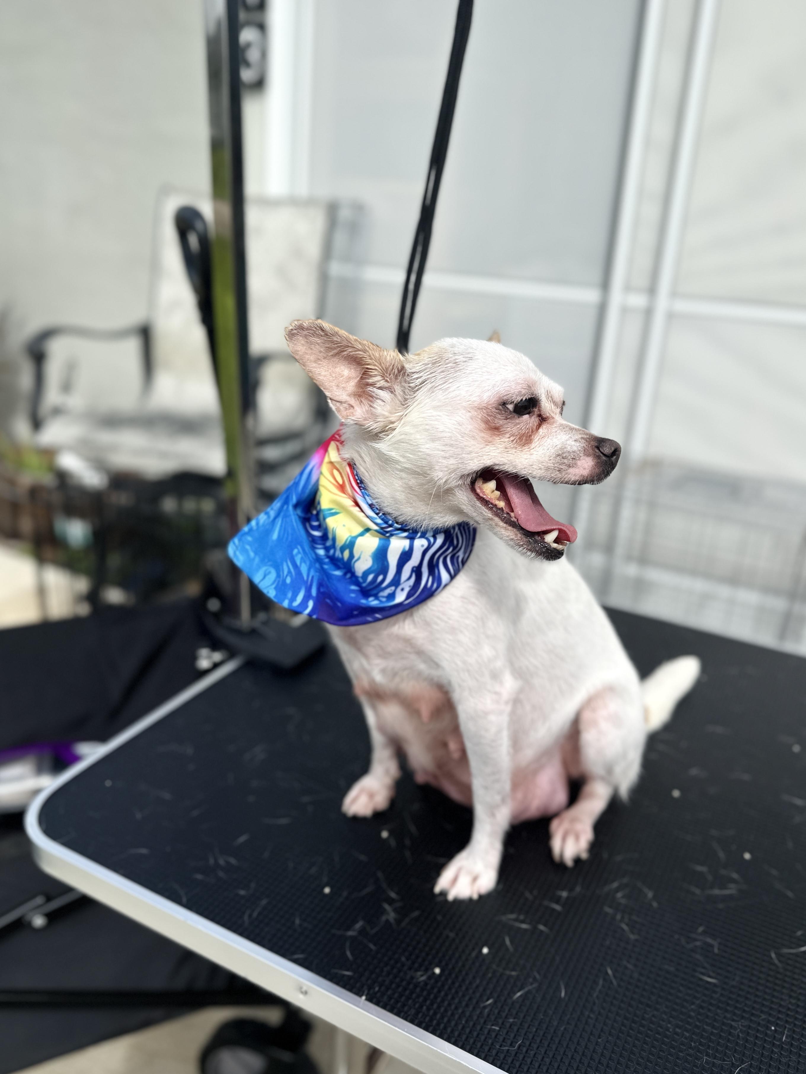 Enlarge Cleo, a Adoptable Chihuahua in Port Saint Lucie, FL image 5/5