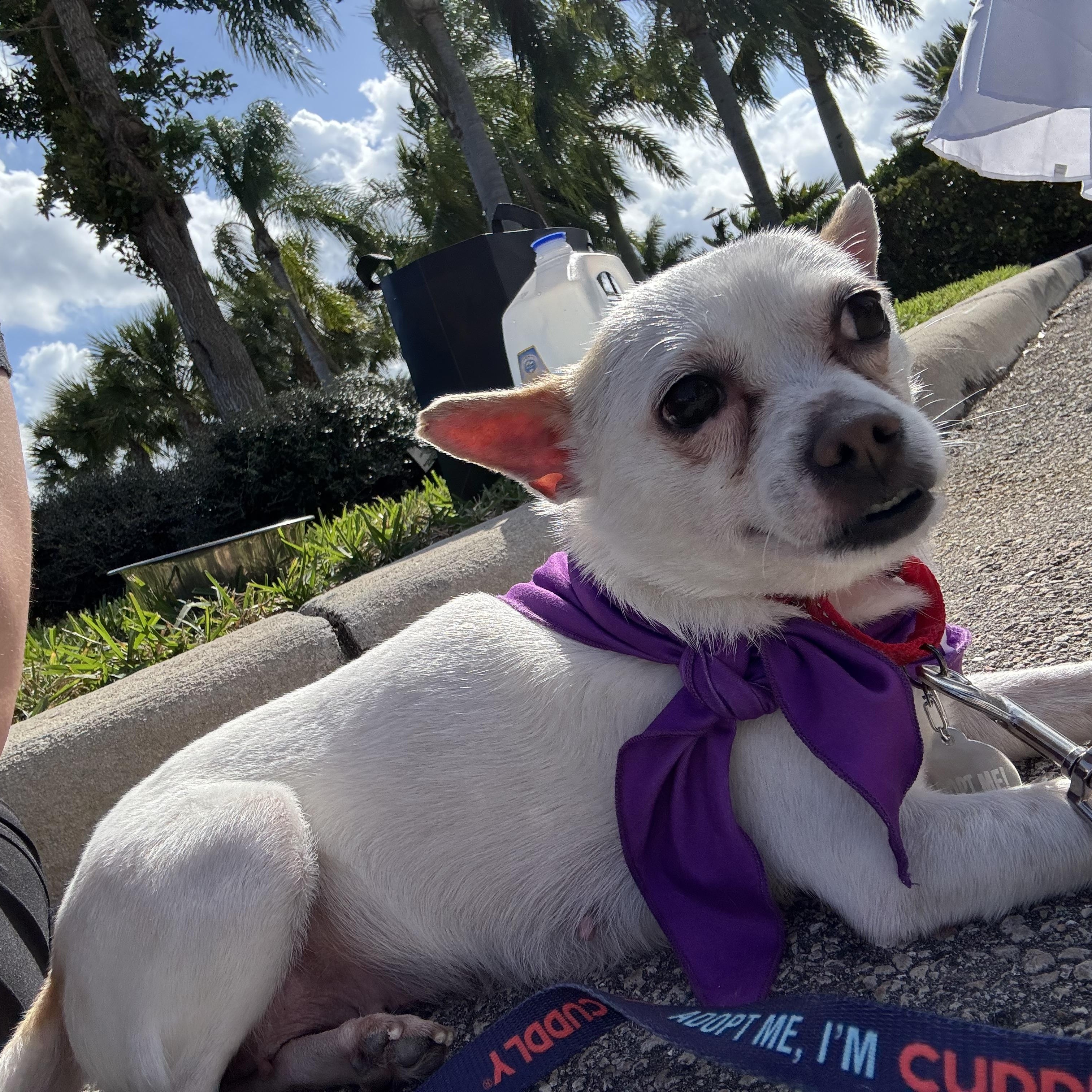 Enlarge Cleo, an adoptable mixed breed in Port Saint Lucie, FL image 5/5