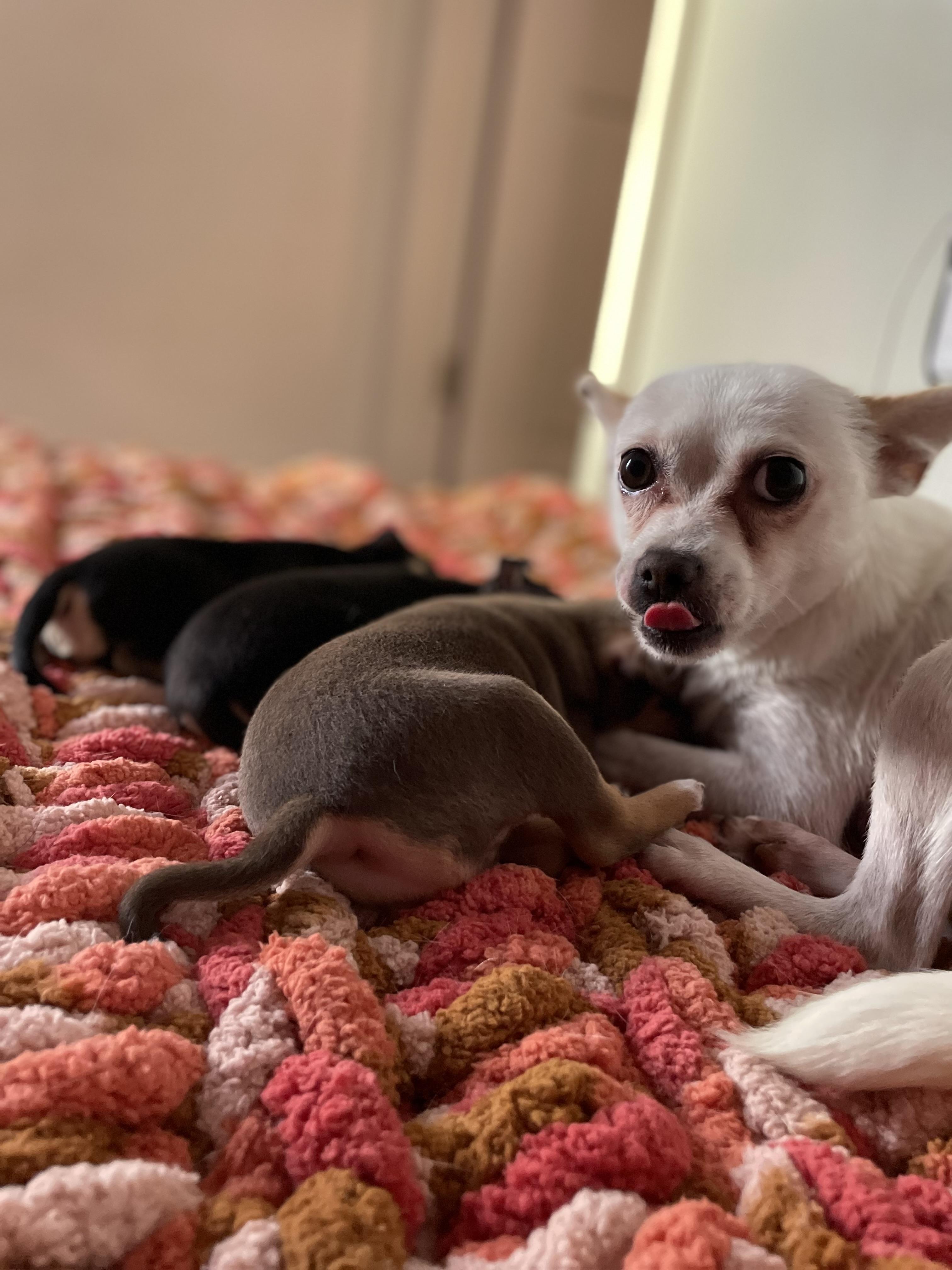 Enlarge Cleo, a Adoptable Chihuahua in Port Saint Lucie, FL image 3/5