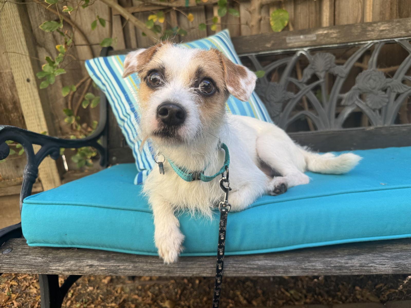 Enlarge Spunk, a Adoptable Parson Russell Terrier in Santa Clara, CA image 1/3
