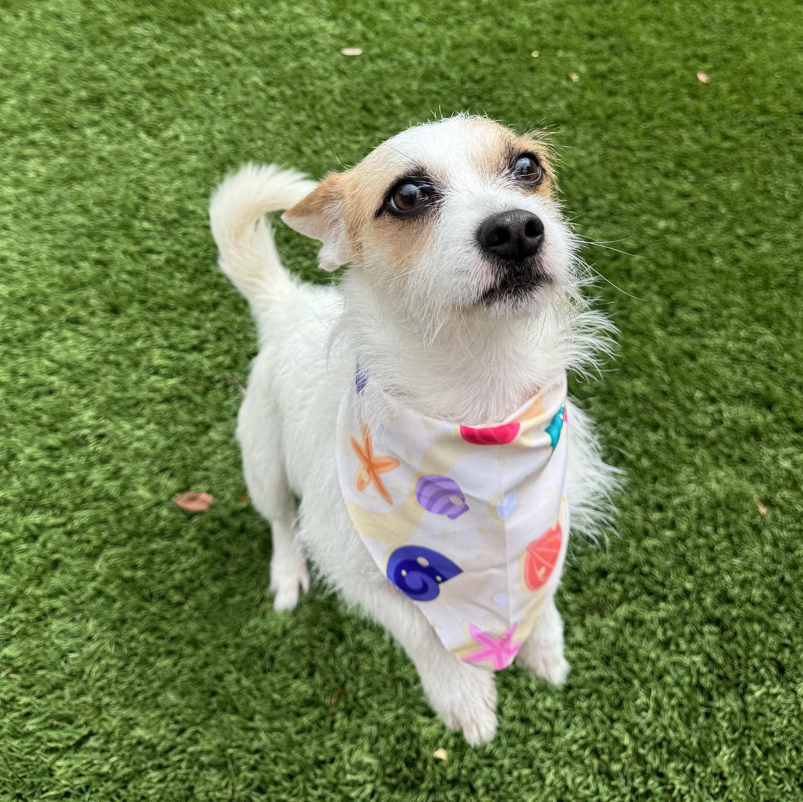 Enlarge Spunk, a Adoptable Parson Russell Terrier in Santa Clara, CA image 3/3