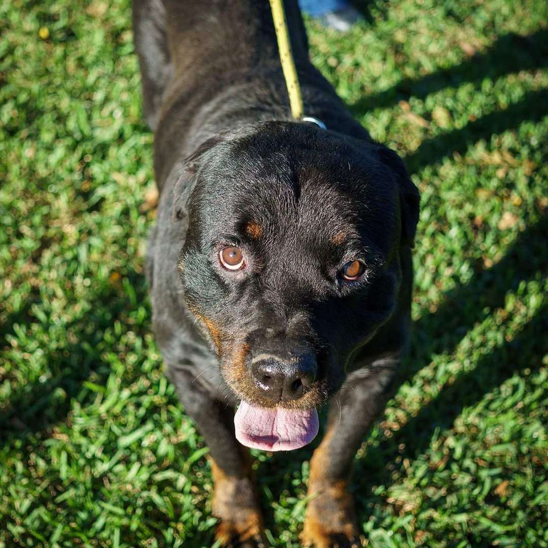 Tiny Tim, Adopted, Adult Male Rottweiler.