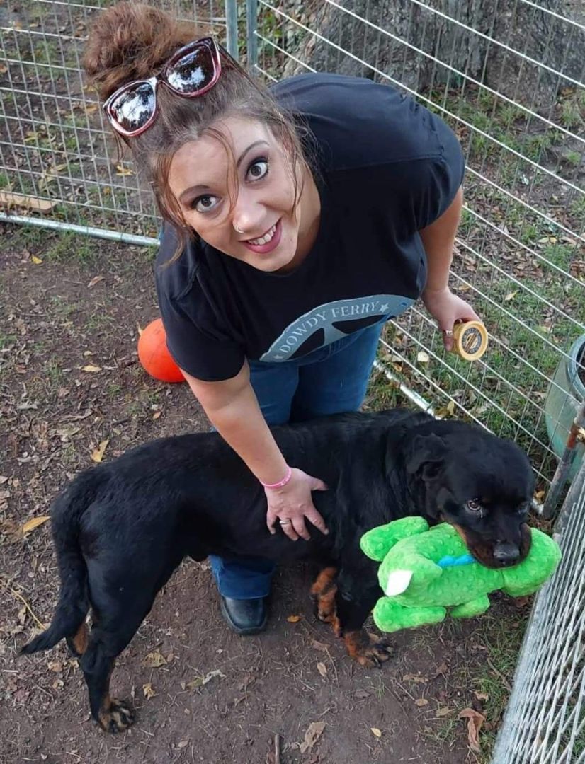 Tiny Tim, a Adopted Rottweiler in Dallas, TX image 2/4
