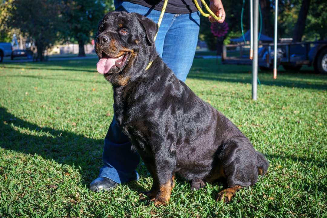Tiny Tim, a Adopted Rottweiler in Dallas, TX image 3/4