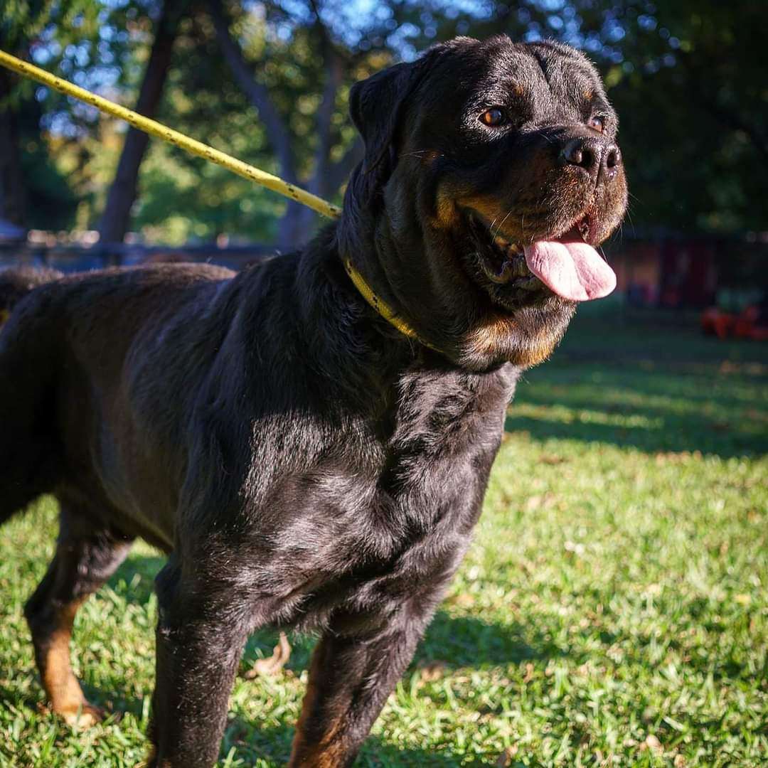 Tiny Tim, a Adopted Rottweiler in Dallas, TX image 4/4