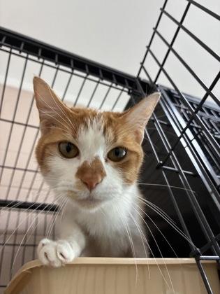 Enlarge 26-548 Pumpkin, a Adoptable mixed breed in Barnesville, GA image 1/2
