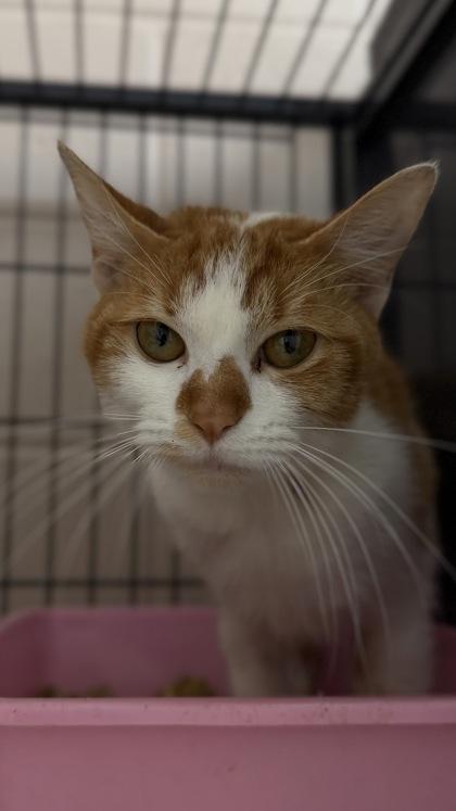 Enlarge 26-548 Pumpkin, a Adoptable mixed breed in Barnesville, GA image 2/2