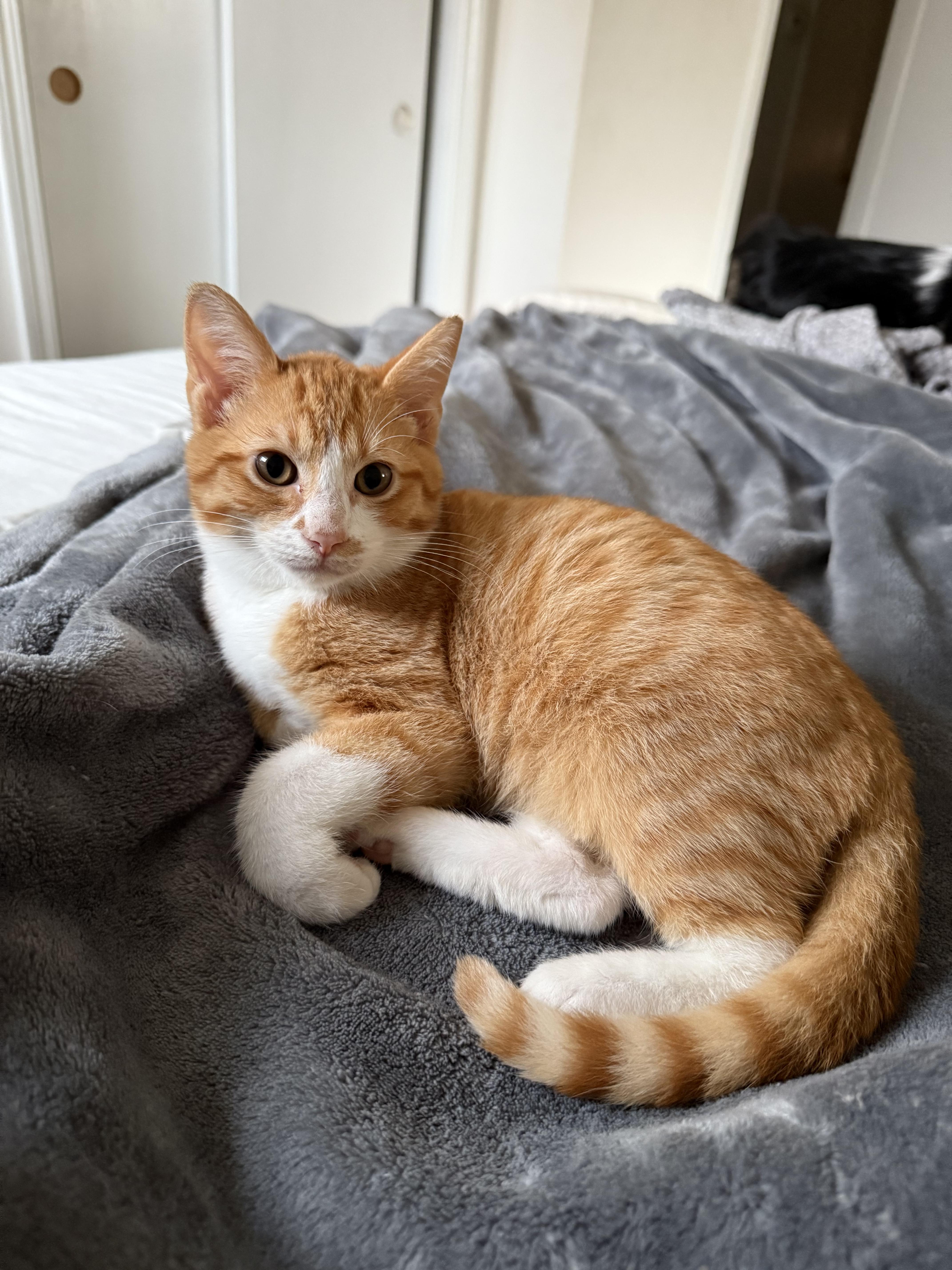 Peanut, a Adopted Domestic Short Hair in Milwaukee, WI image 2/3