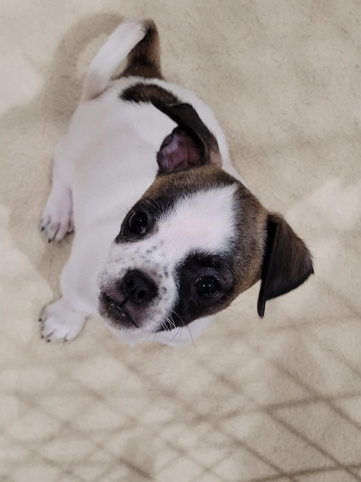 Enlarge Tootsie, a Adopted mixed breed in New River, AZ image 1/5