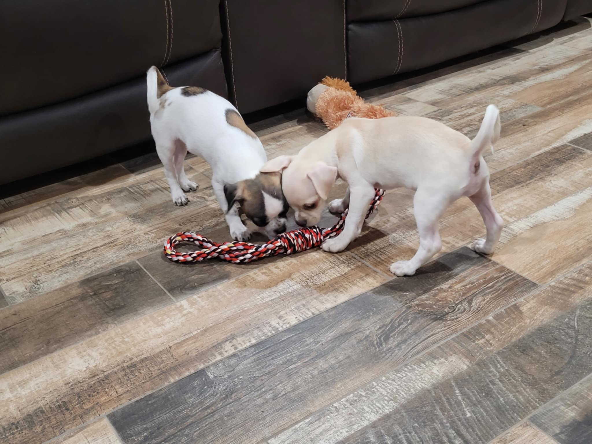 Enlarge Tootsie, a Adopted mixed breed in New River, AZ image 2/5