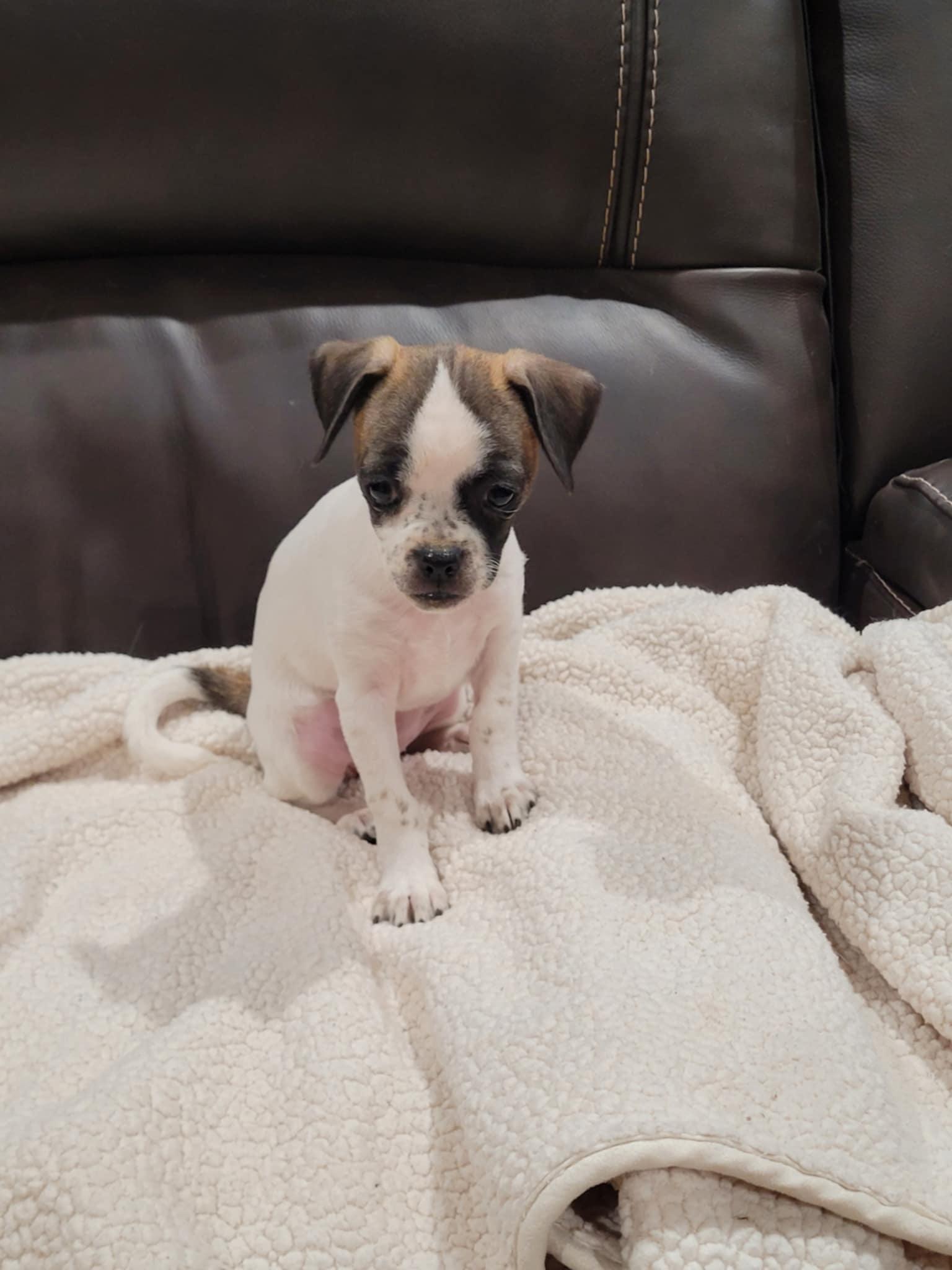 Enlarge Tootsie, a Adopted mixed breed in New River, AZ image 3/5