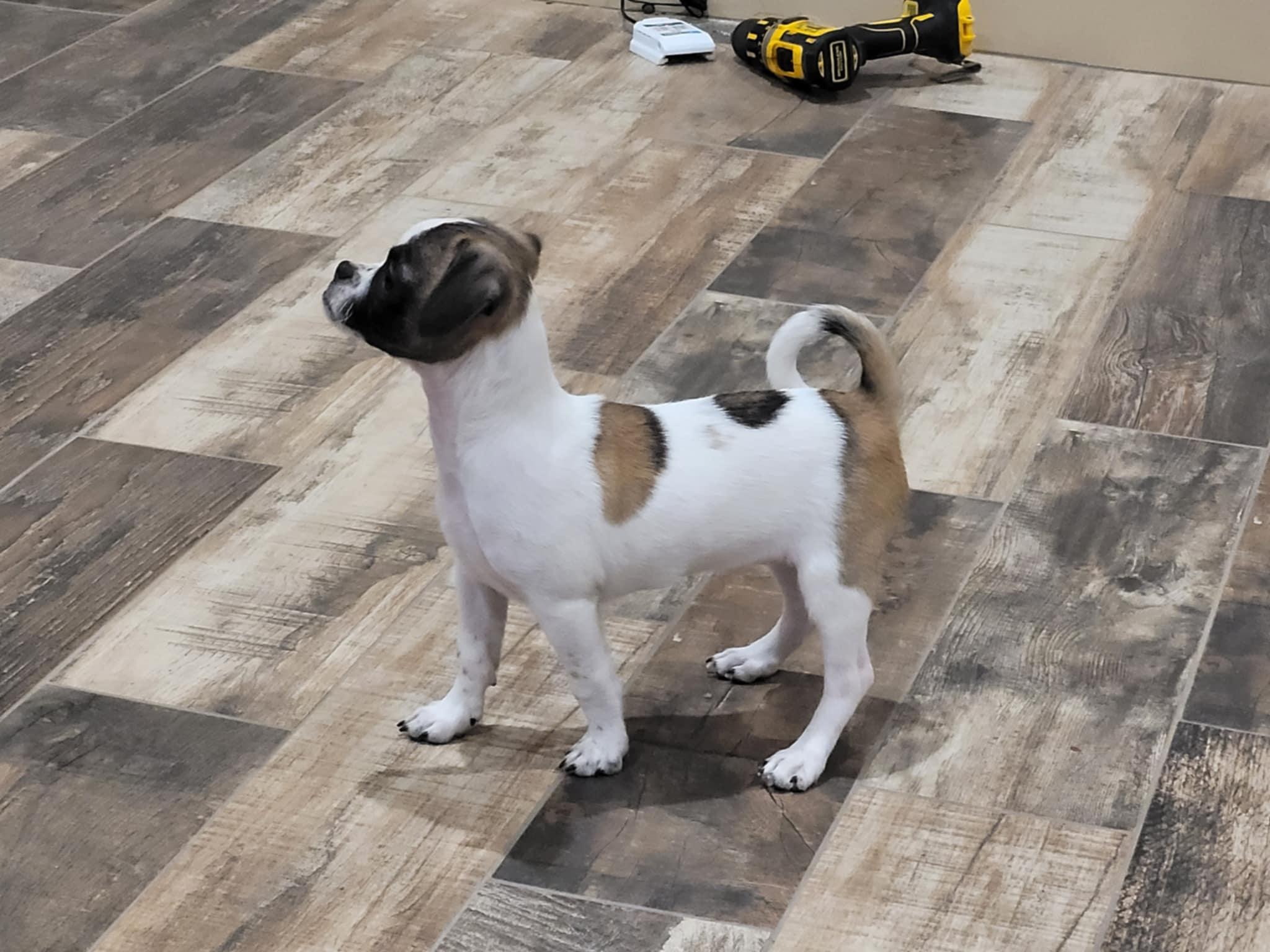 Enlarge Tootsie, a Adopted mixed breed in New River, AZ image 4/5