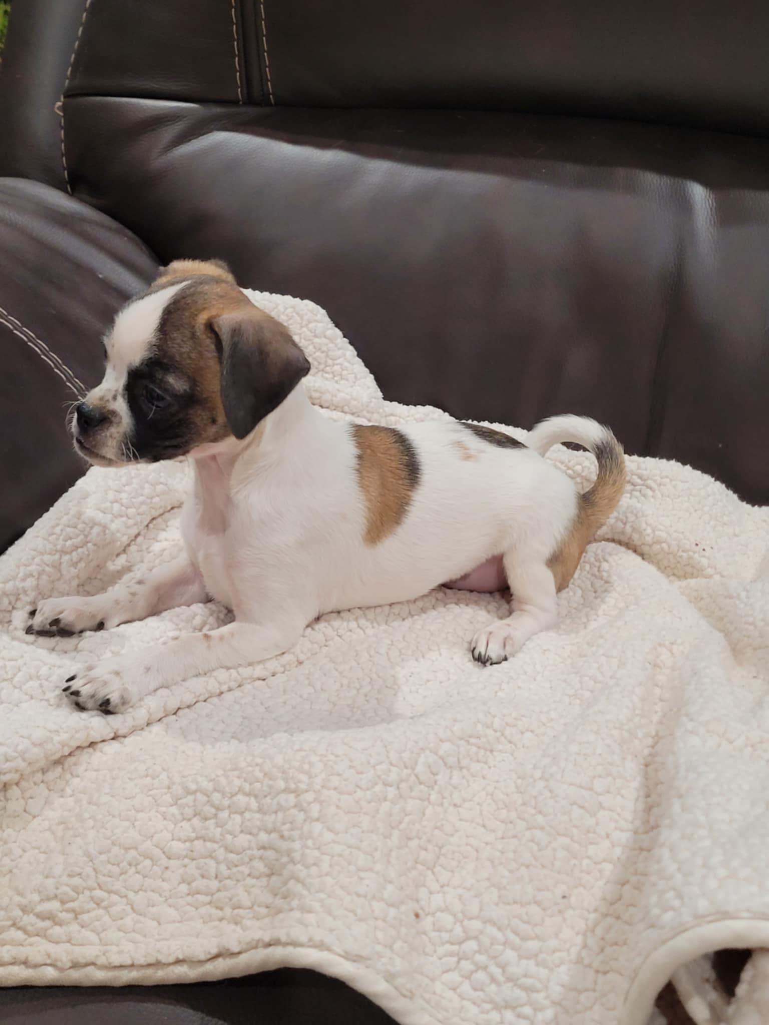 Enlarge Tootsie, a Adopted mixed breed in New River, AZ image 5/5