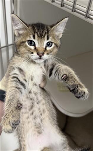 JACKSON, Adoptable, Kitten Male Domestic Short Hair.
