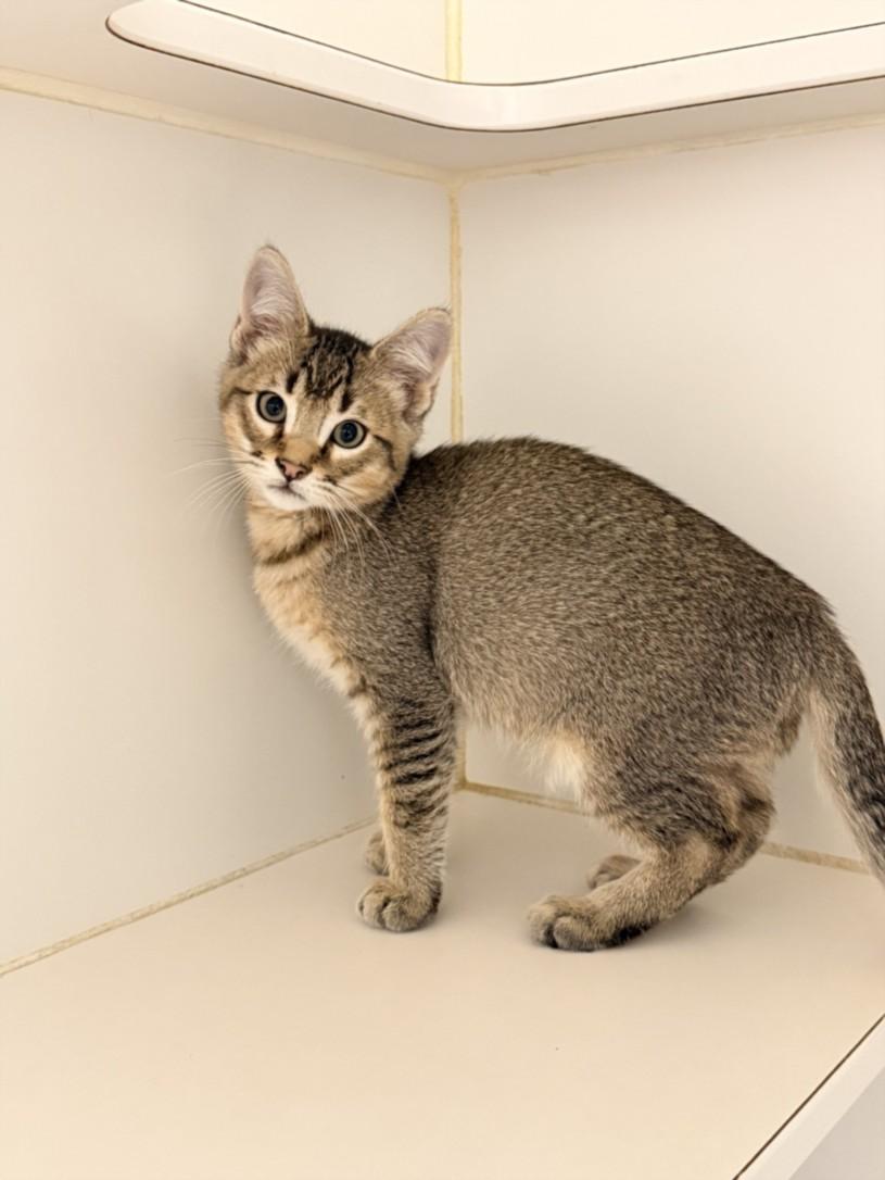 Enlarge JACKSON, a Adoptable Domestic Short Hair in Hayward, CA image 1/1